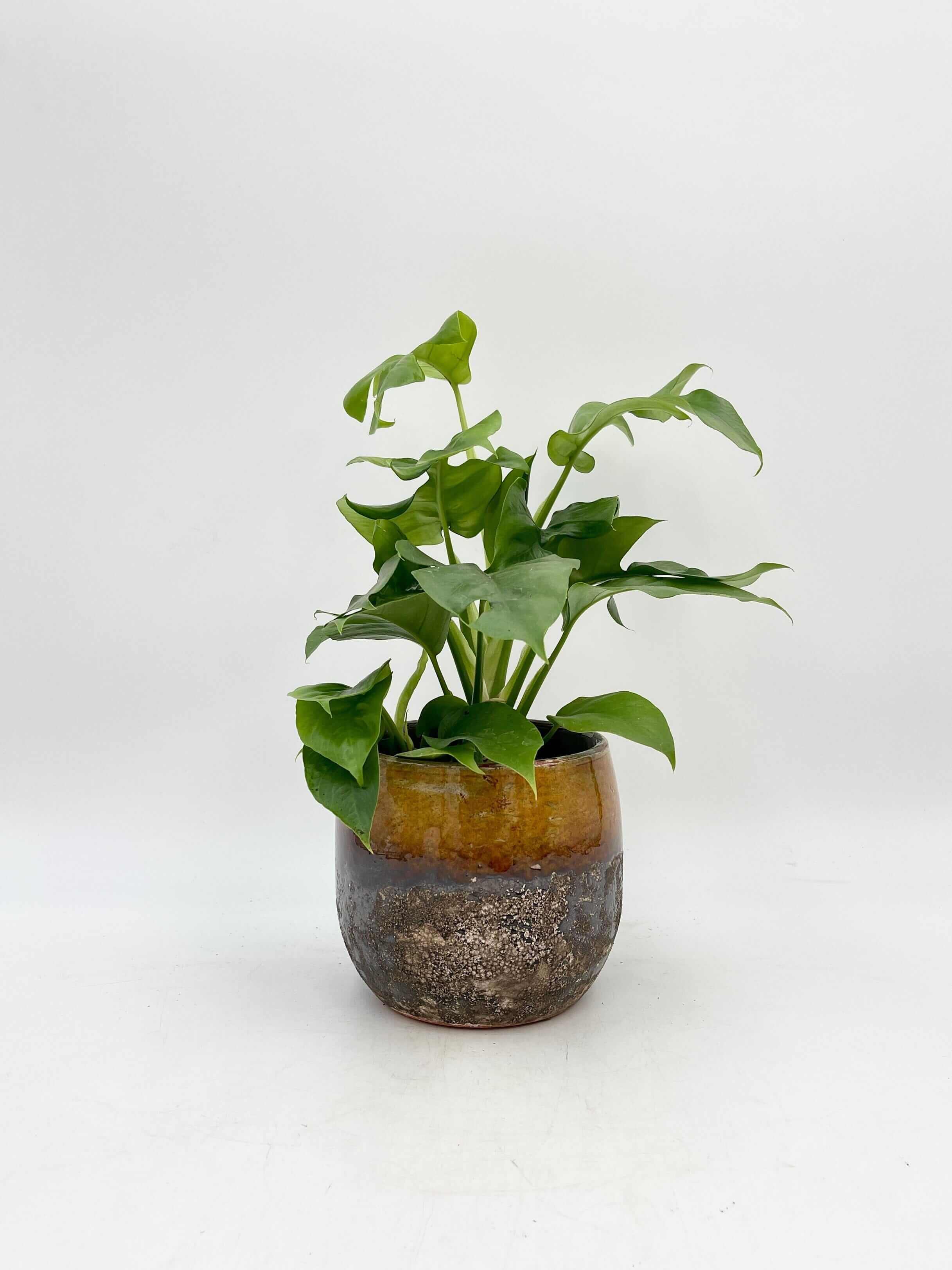 Monstera Minima Philodendron Rhapidophora