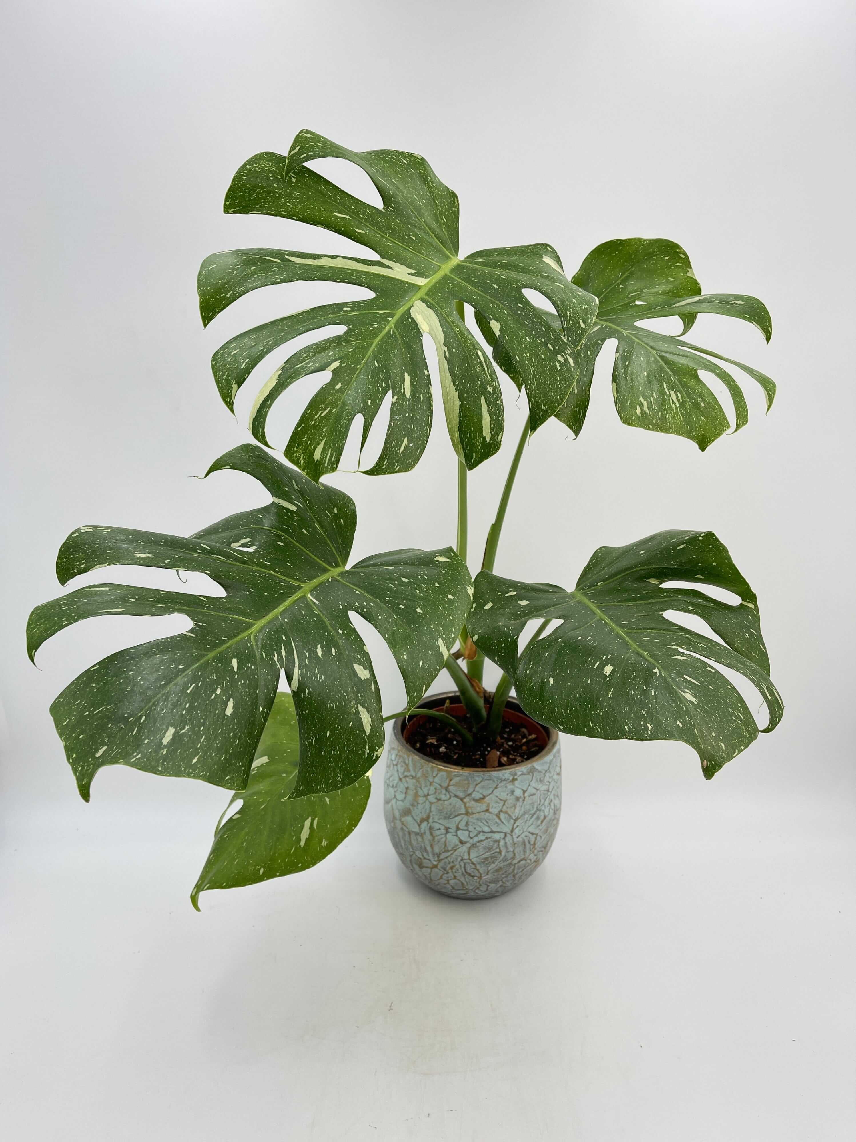 Monstera Thai Constellation, 15cm pot, Exact Plants
