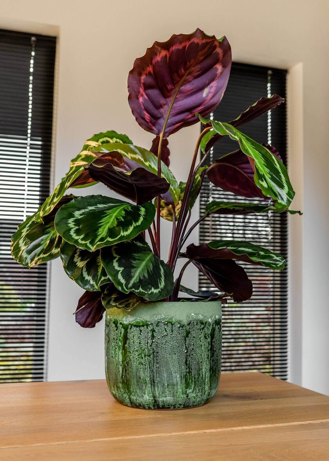 Moon Jungle Plant Pots, Ceramic Green, House Plant Pot in Multiple Sizes