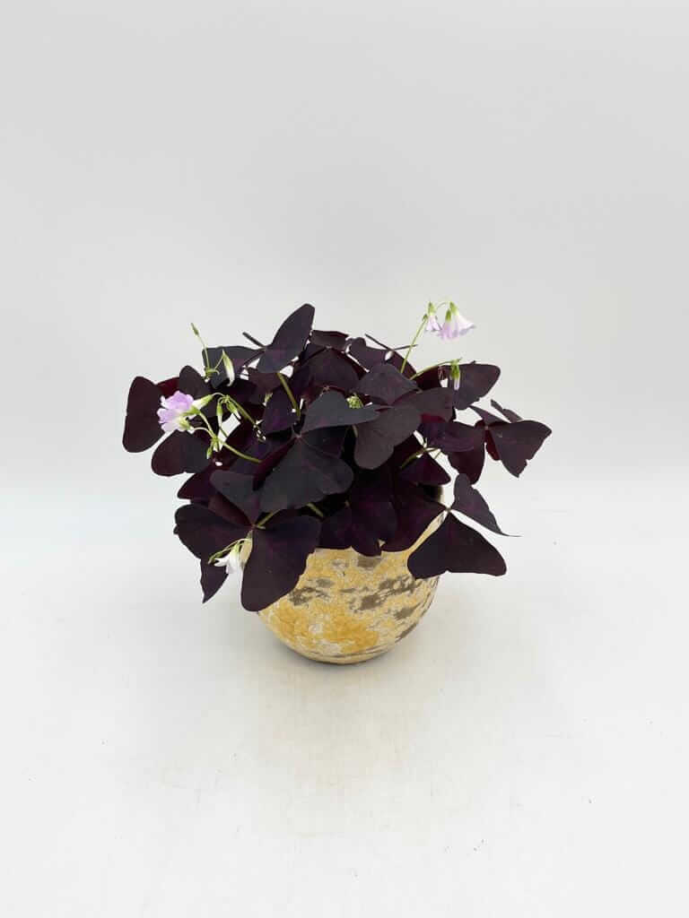 Oxalis Triangularis