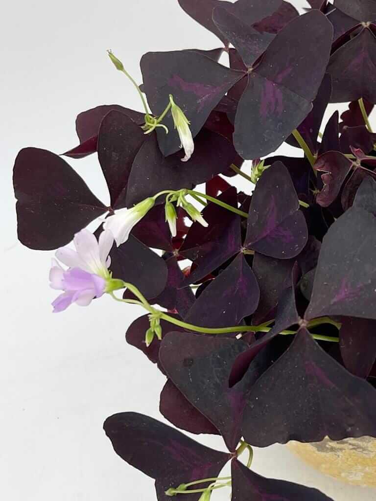 Oxalis Triangularis