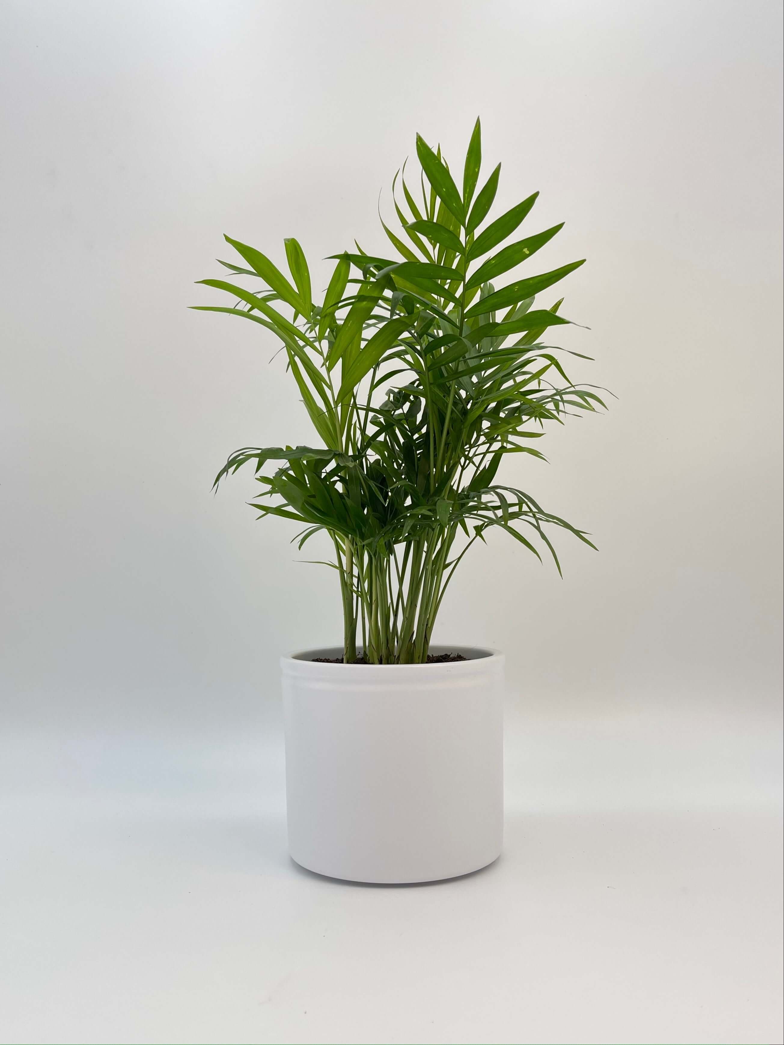 Parlour Palm, Chamaedorea Elegans, Indoor Palm, Beginners Plant