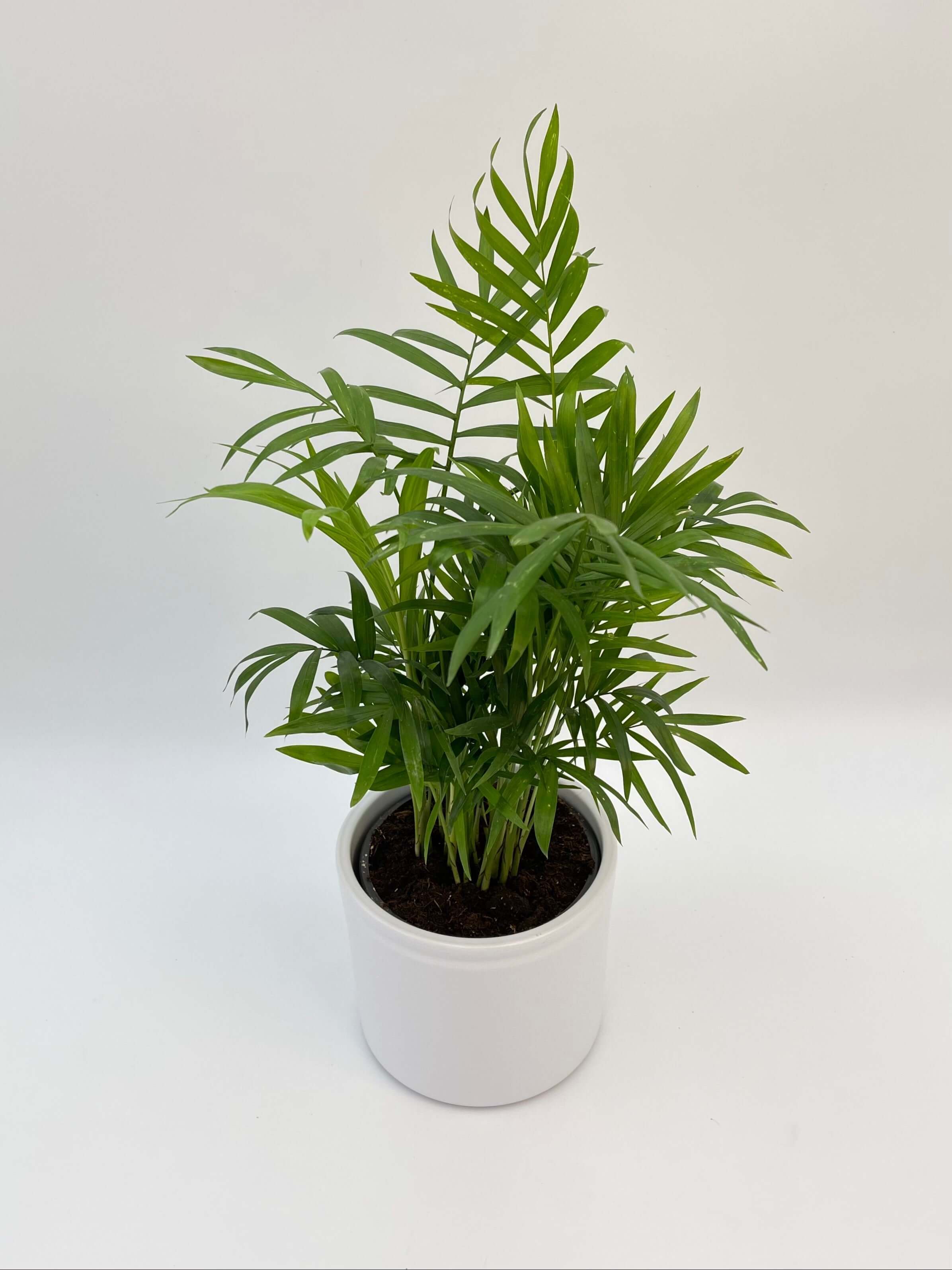 Parlour Palm, Chamaedorea Elegans, Indoor Palm, Beginners Plant
