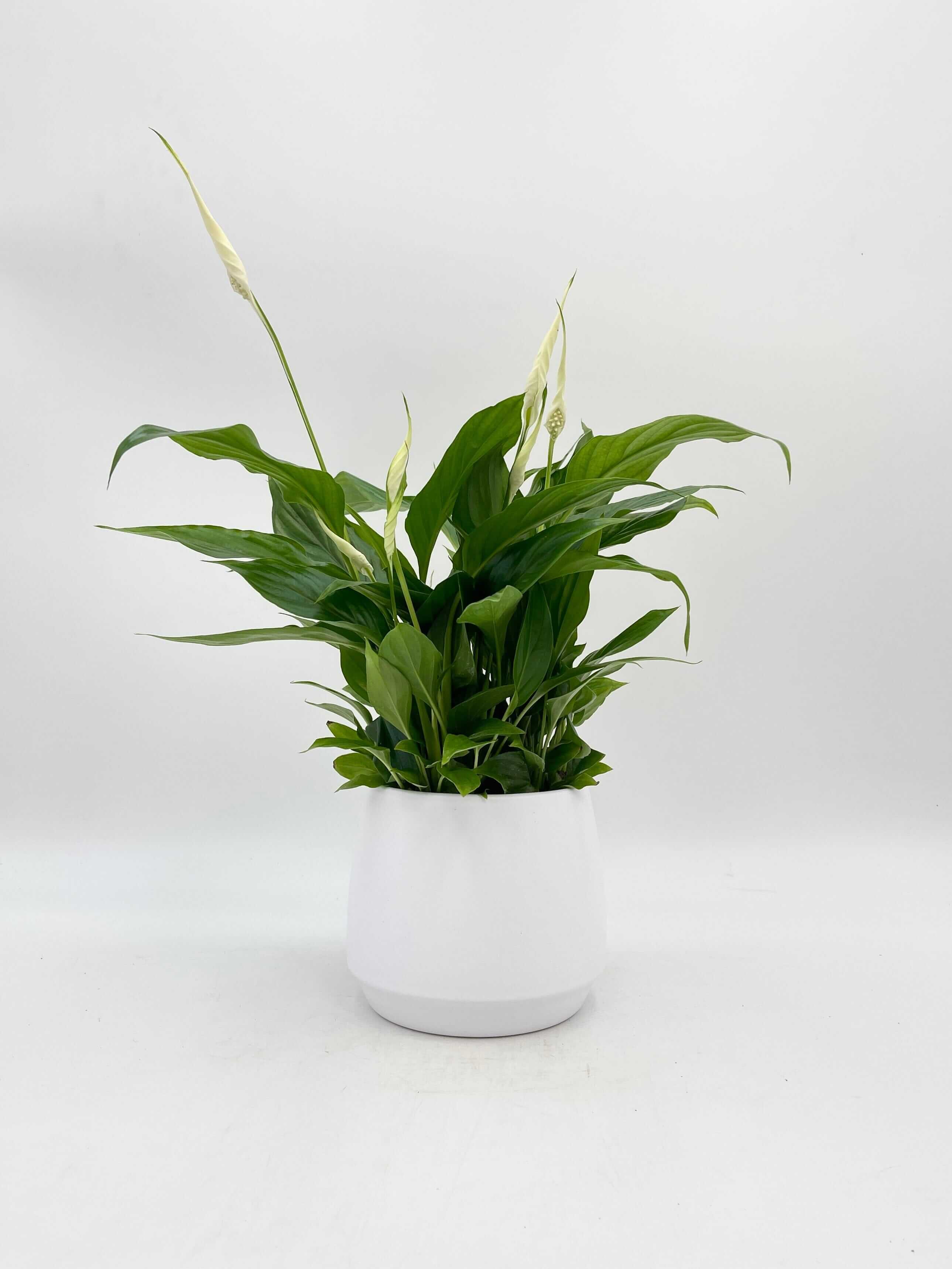 Peace Lily, Spathiphyllum Bellini