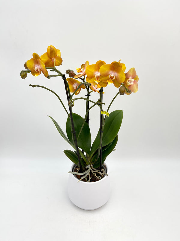 Phalaenopsis Orchid, Las Vegas Exclusivo