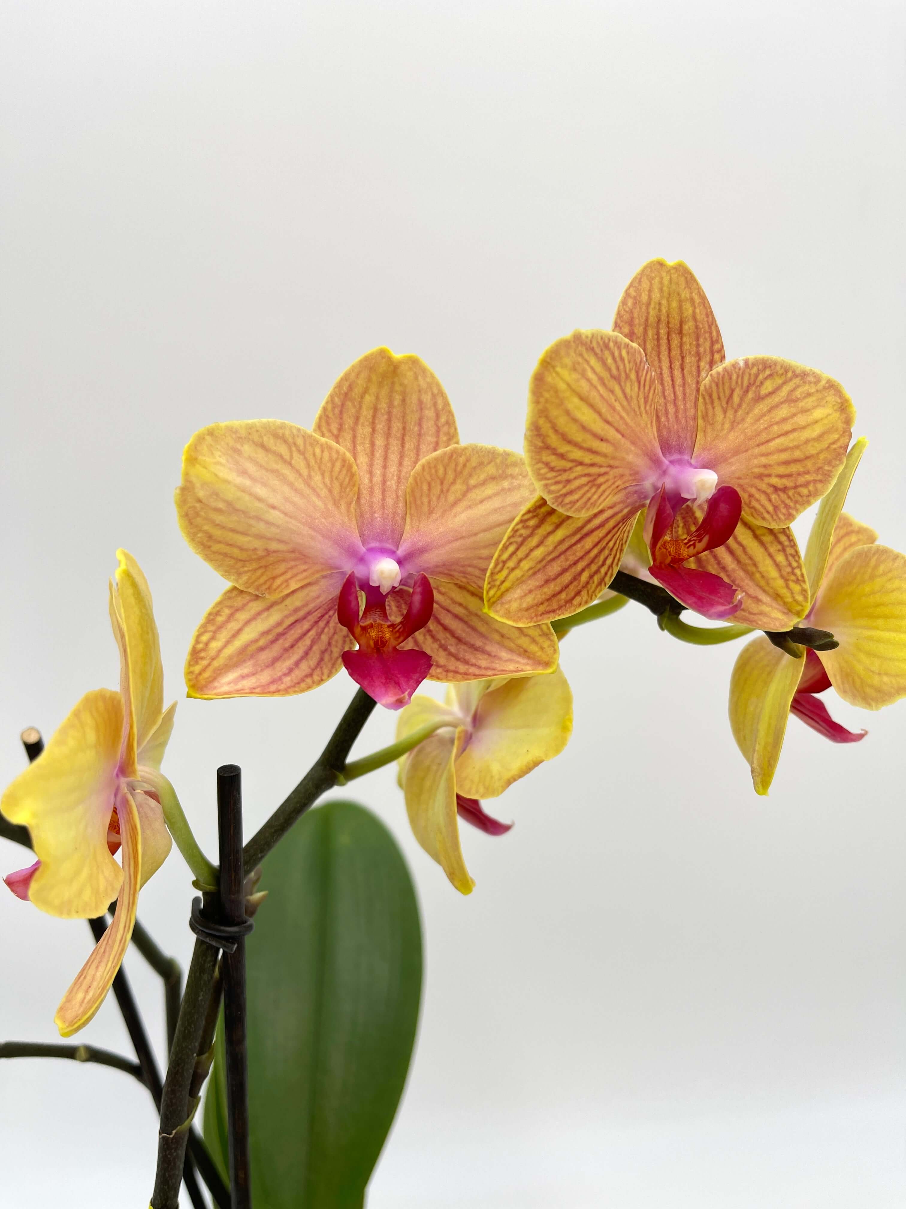 Phalaenopsis Orchid, MyMonro Bronzer