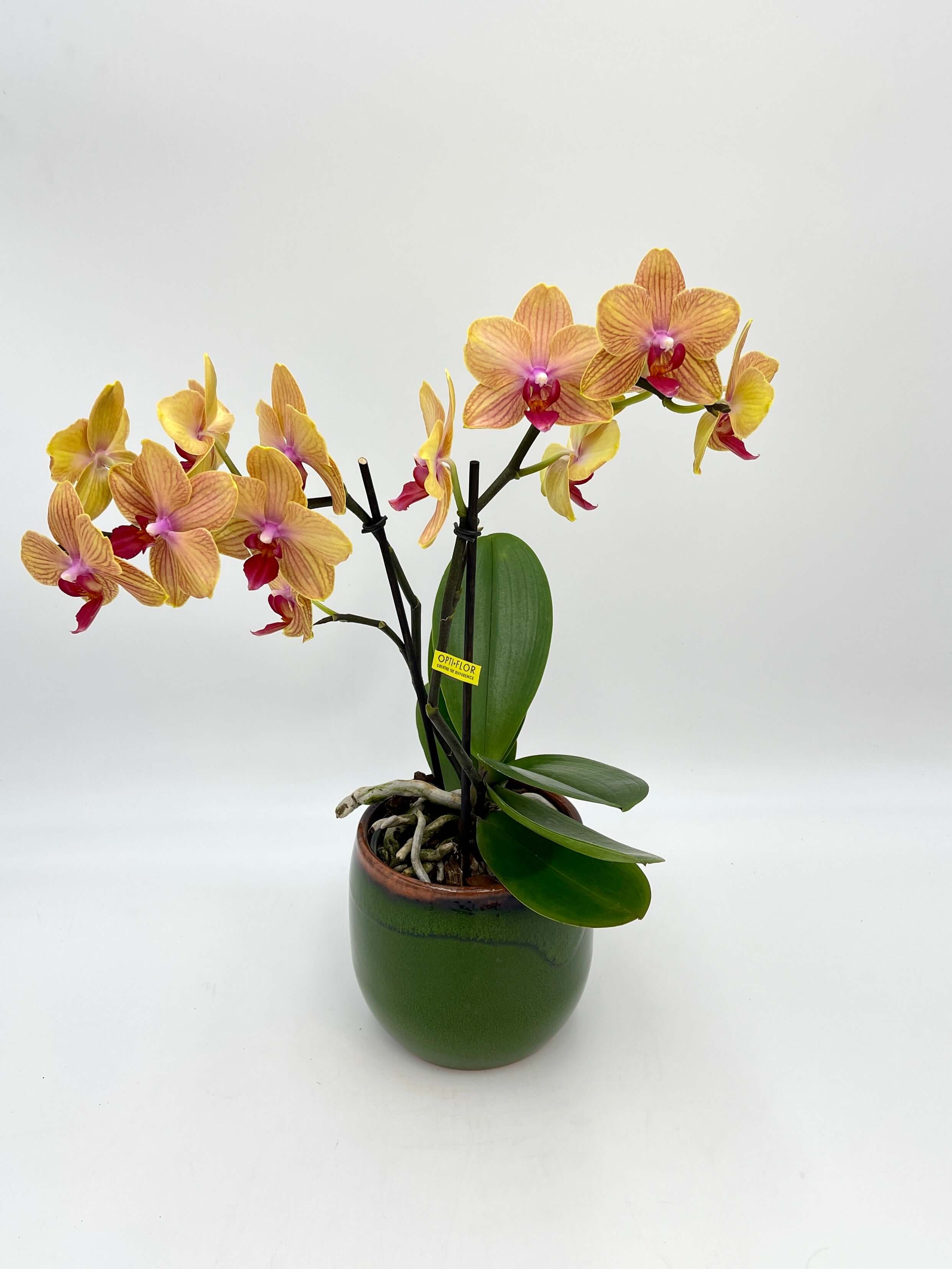 Phalaenopsis Orchid, MyMonro Bronzer