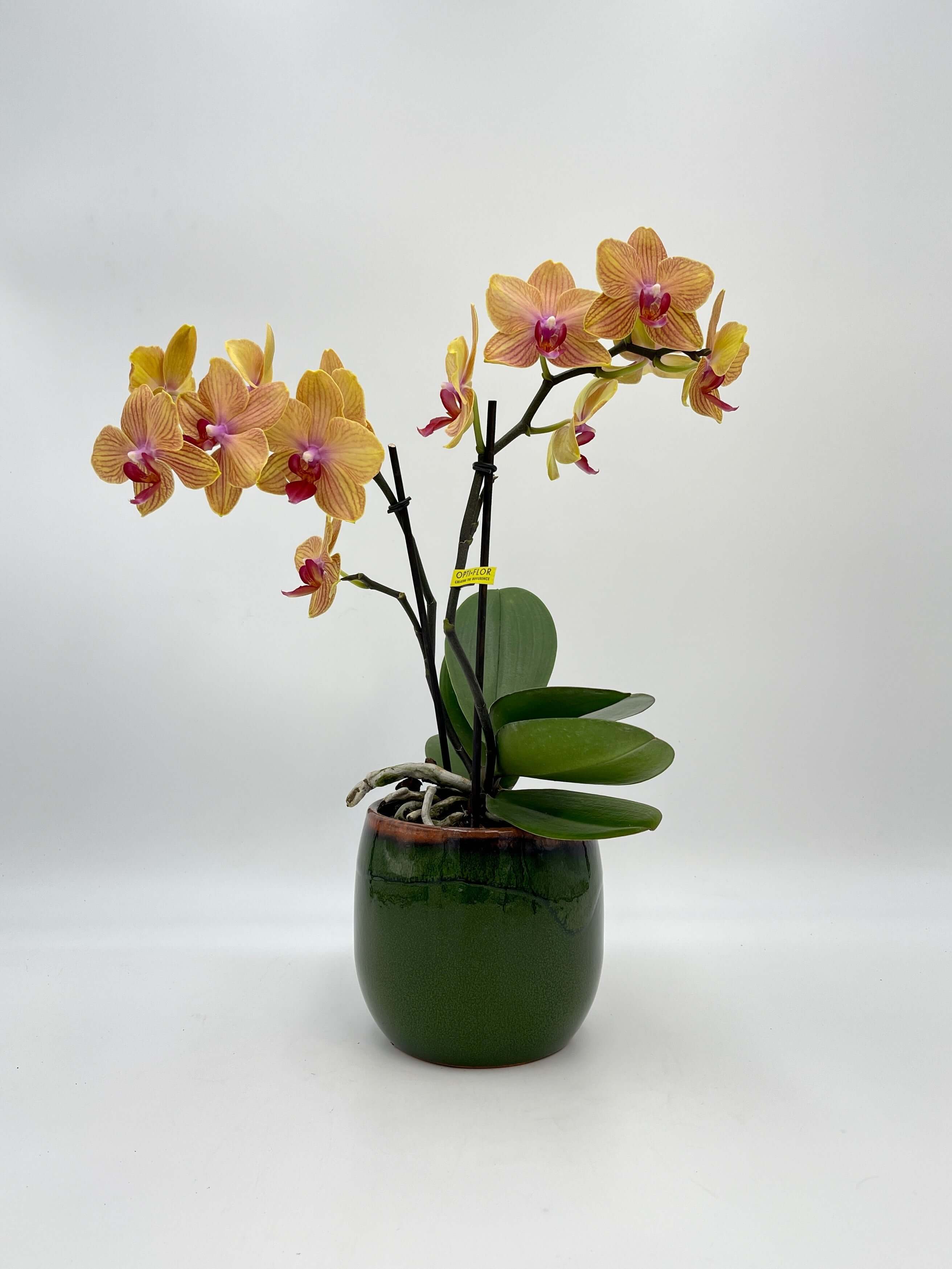 Phalaenopsis Orchid, MyMonro Bronzer