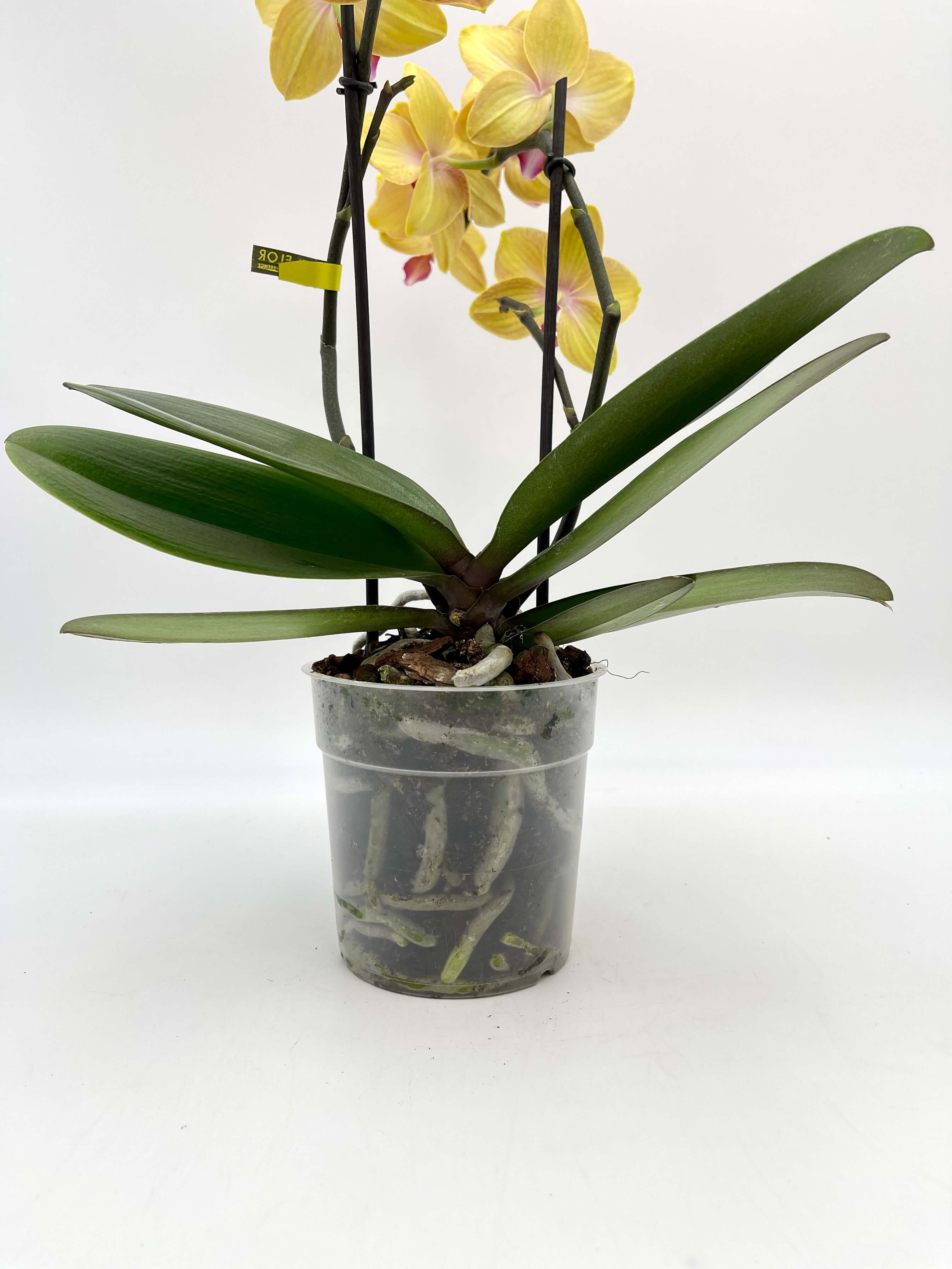 Phalaenopsis Orchid, MyMonro Bronzer