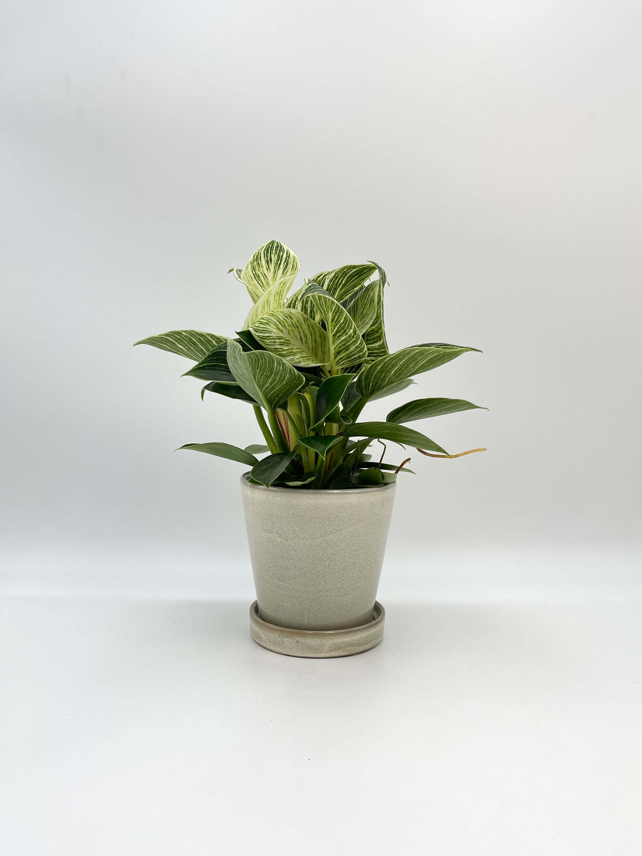 Philodendron Birkin, White Wave Plant, Indoor Plant