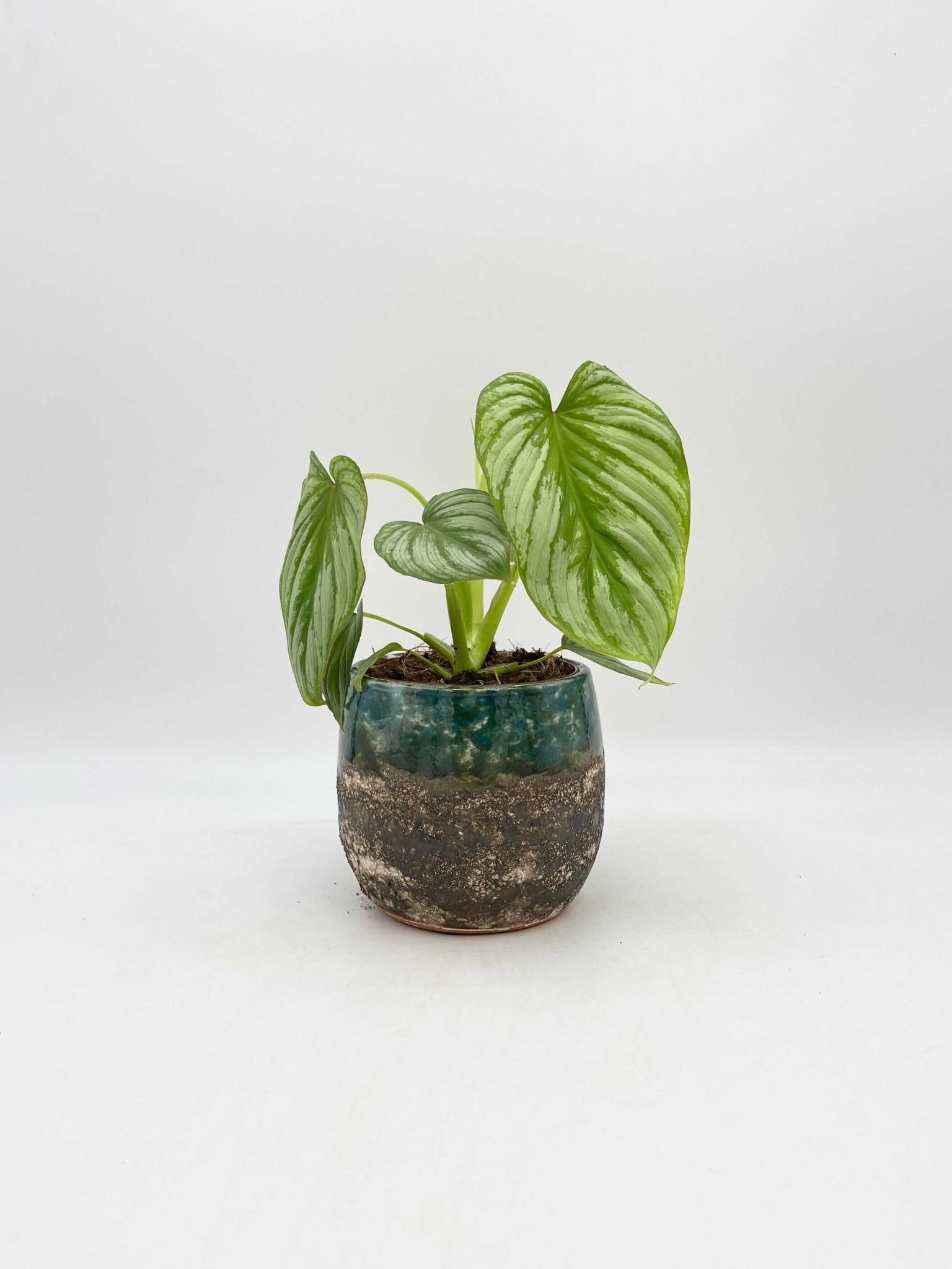 Philodendron Mamei