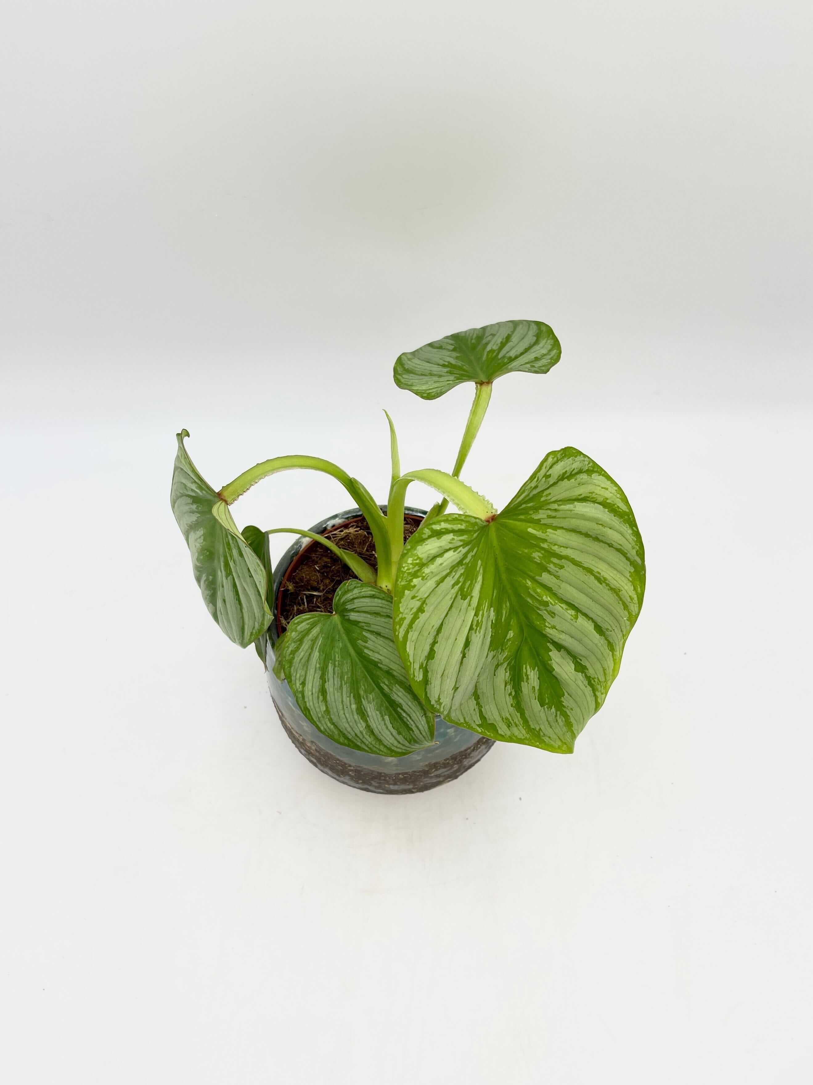 Philodendron Mamei