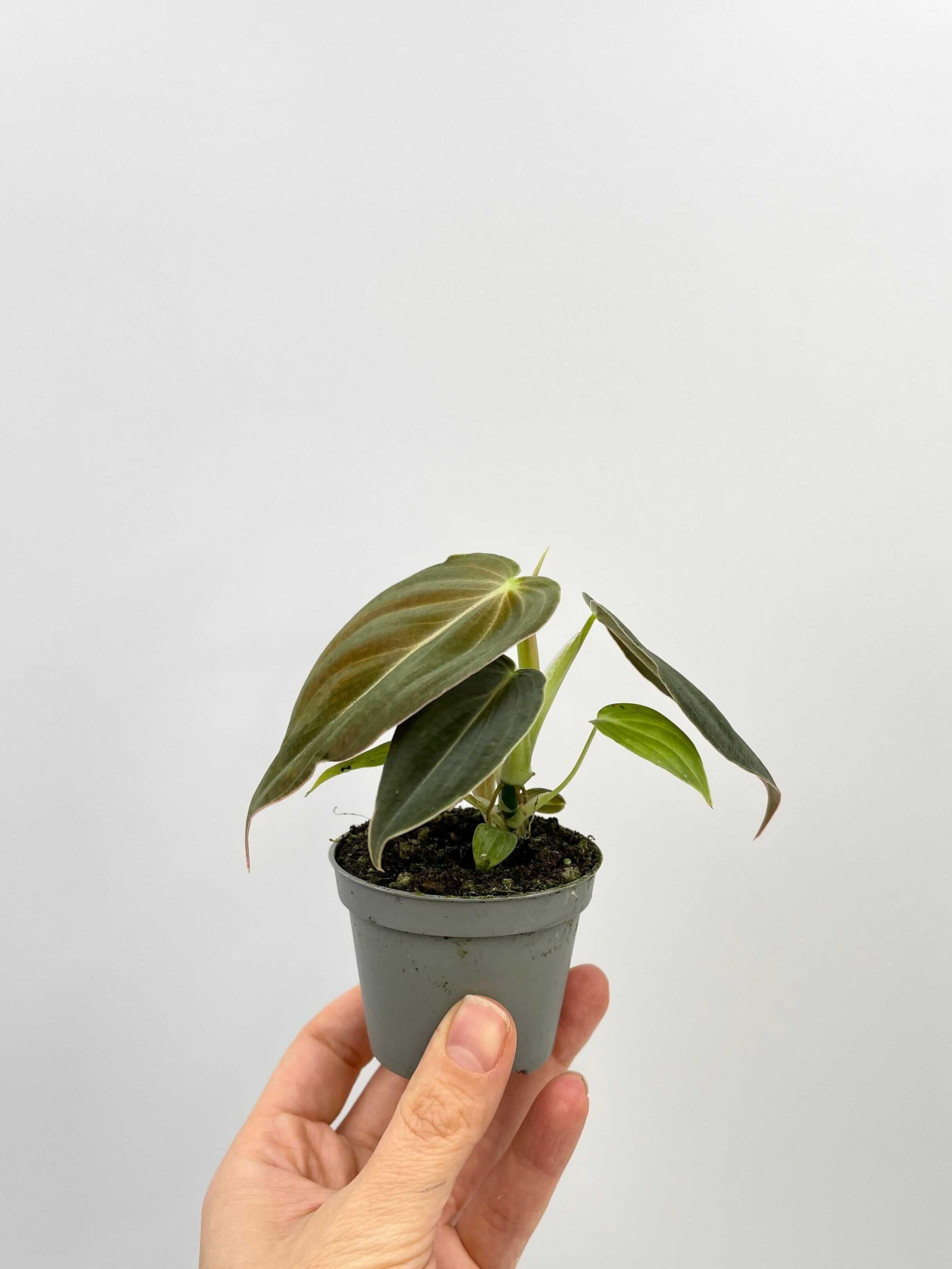 Philodendron Melanochrysum, Large Leaves