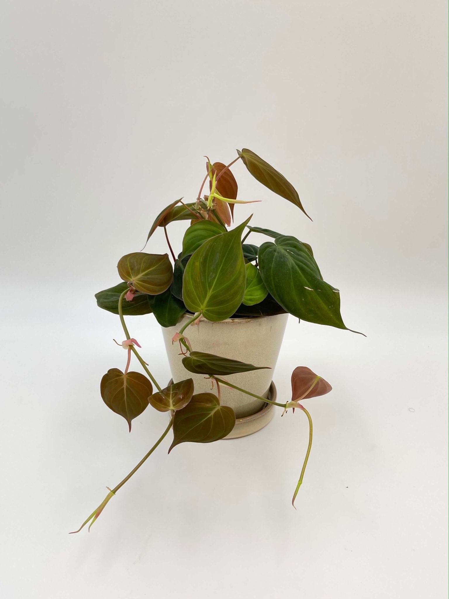 Philodendron micans – Velvet Leaf Trailing Houseplant