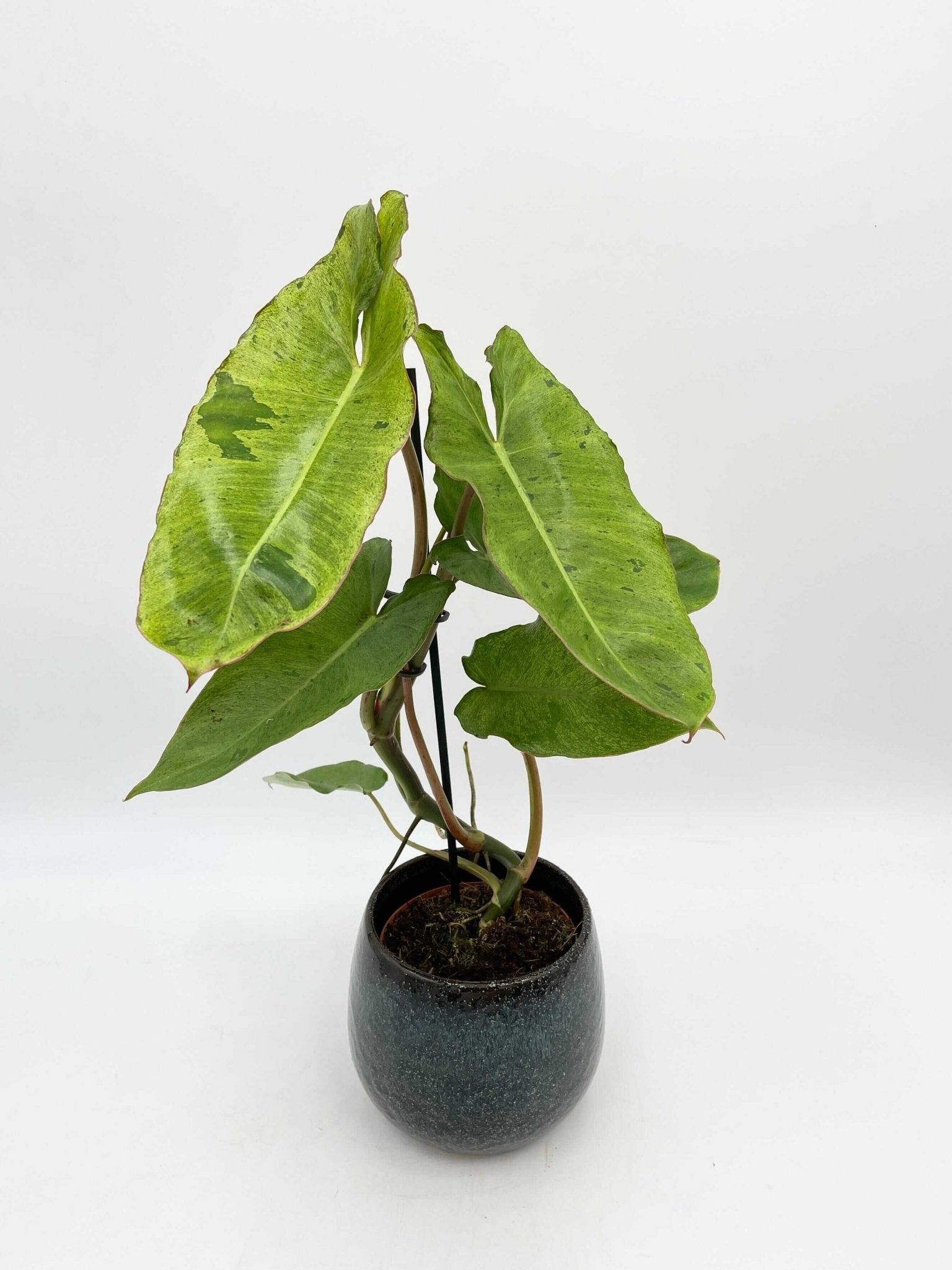 Philodendron Paraiso Verde Large Variegated House Plant 12cm Pot
