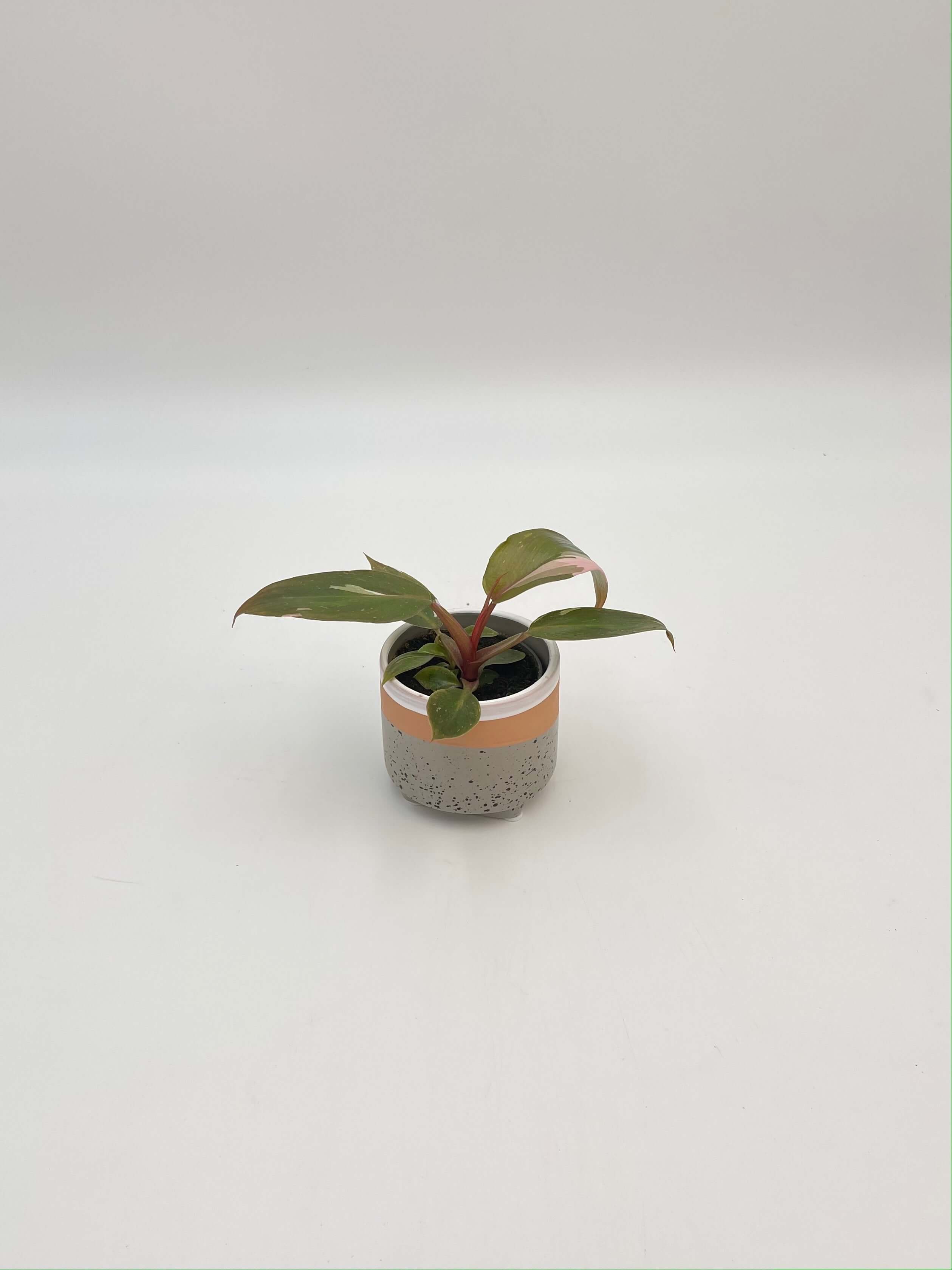 Philodendron Pink Princess, Baby Plant