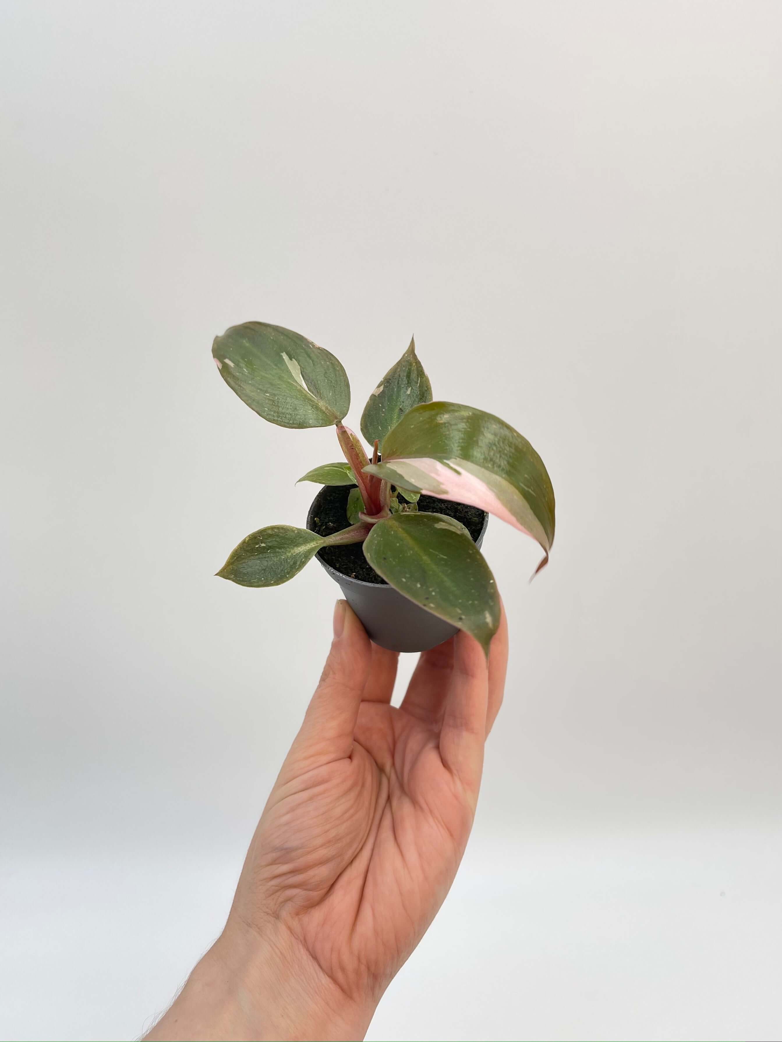 Philodendron Pink Princess, Baby Plant