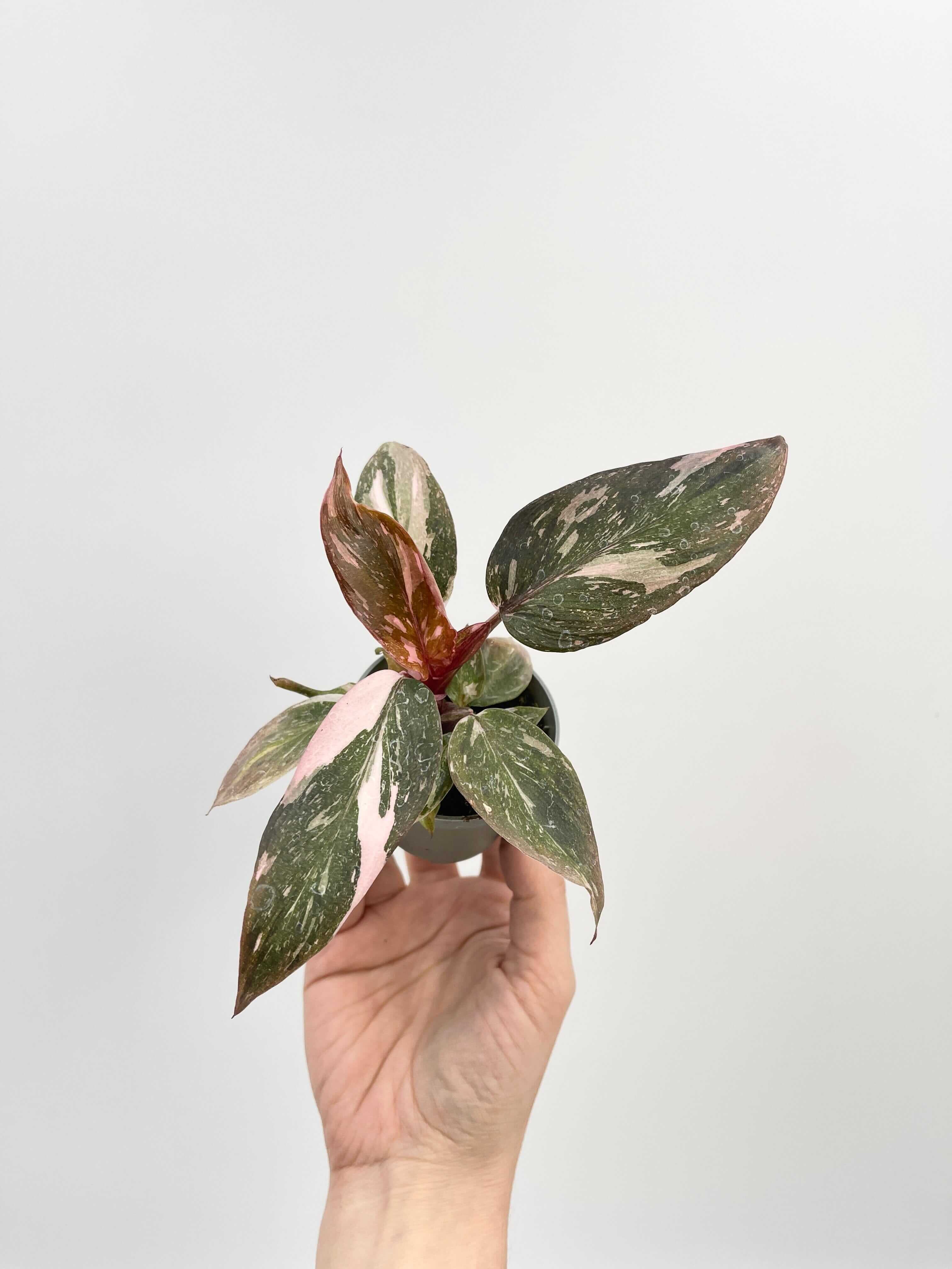 Philodendron Pink Princess 'Marble', Rare Houseplant