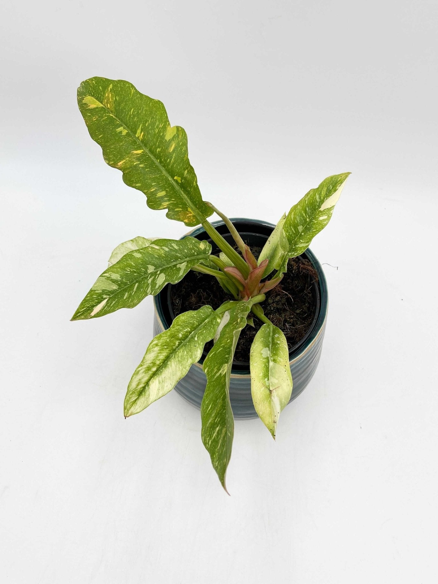 Philodendron Ring Of Fire, 14cm Pot