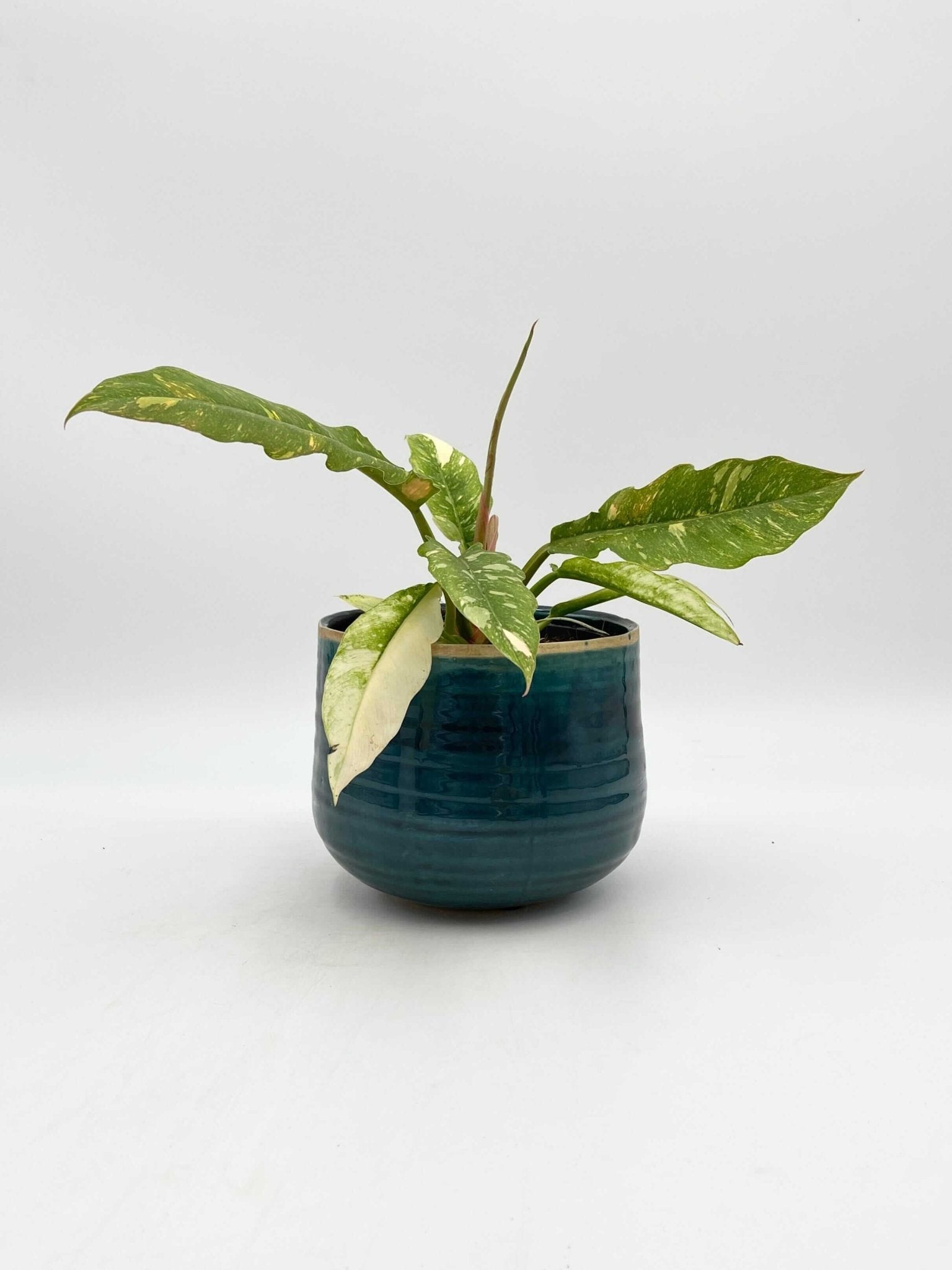 Philodendron Ring Of Fire, 14cm Pot