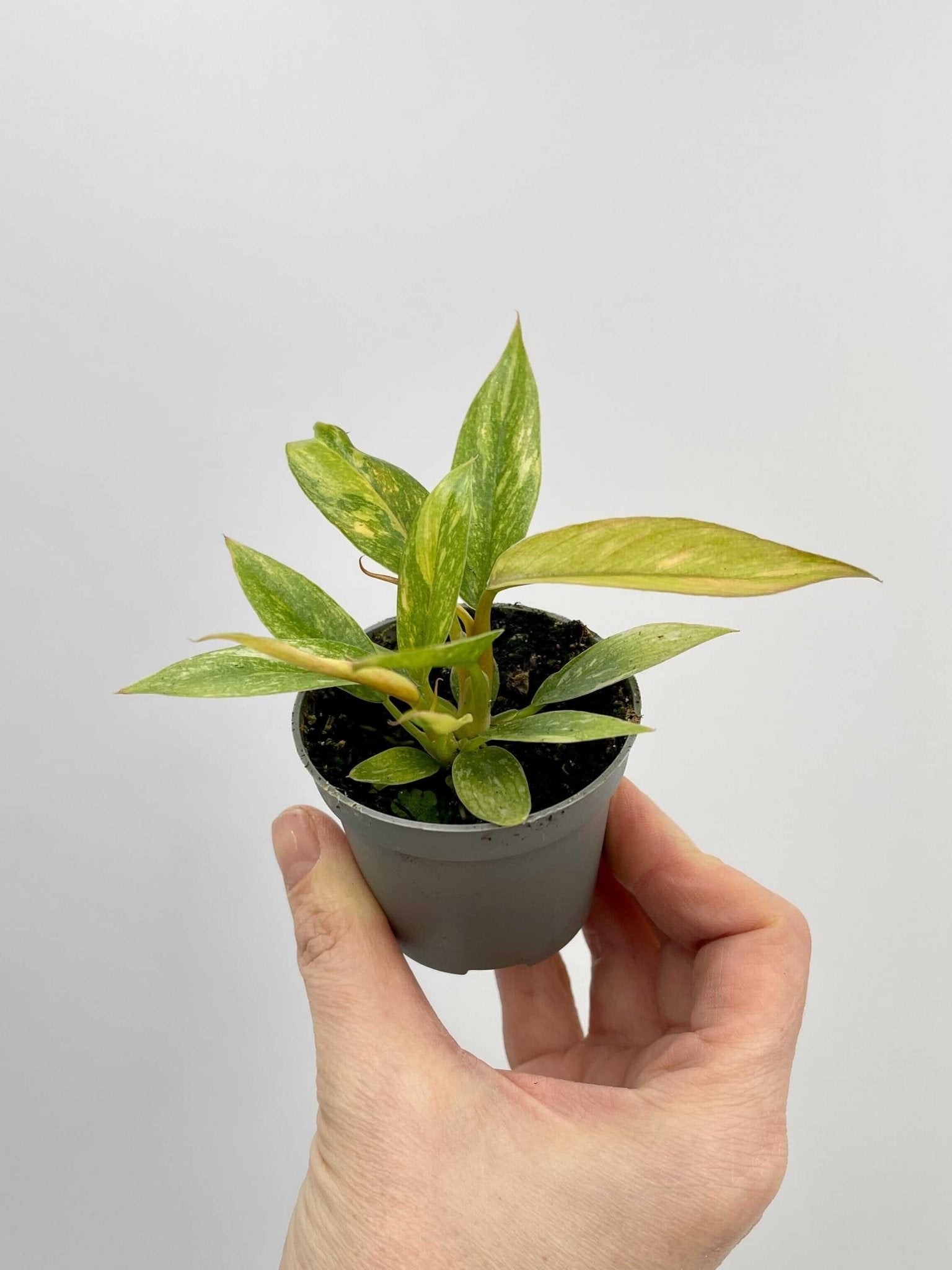 Philodendron Ring Of Fire, Rare Plant