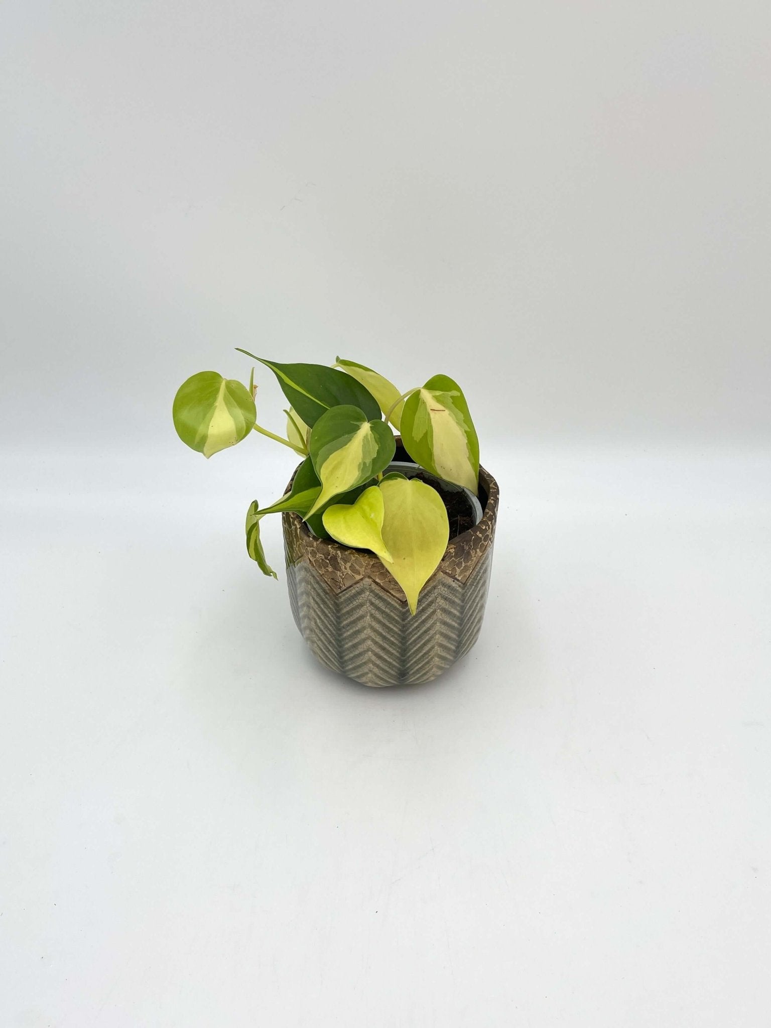 Philodendron Scandens Brasil