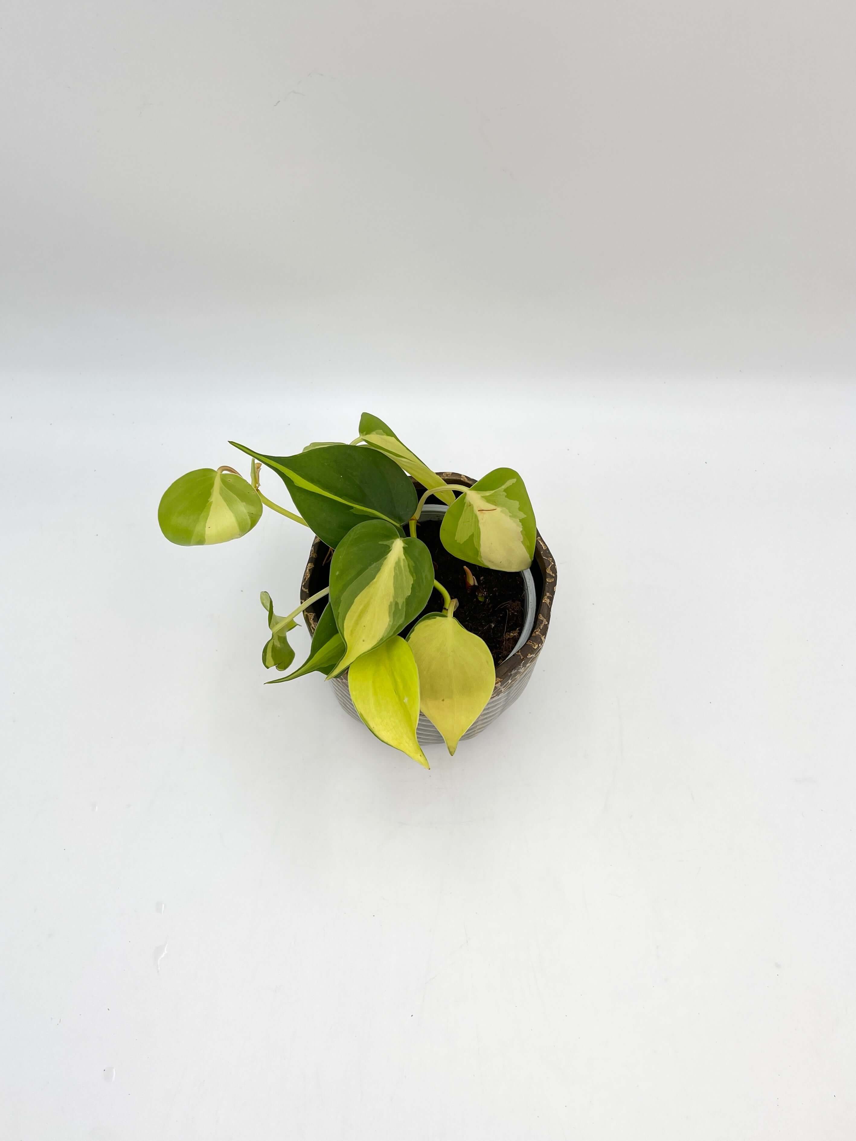 Philodendron Scandens Brasil