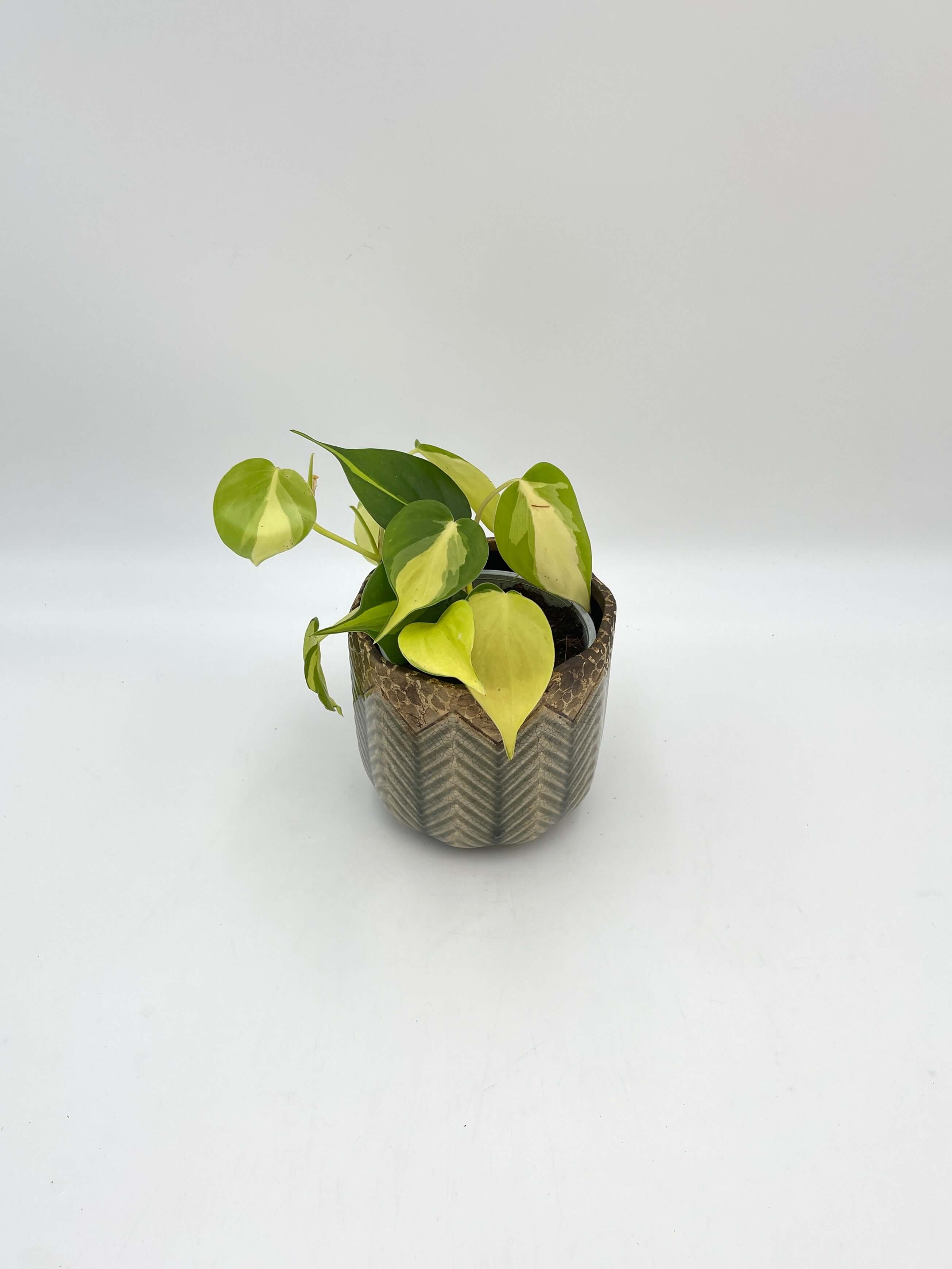 Philodendron Scandens Brasil