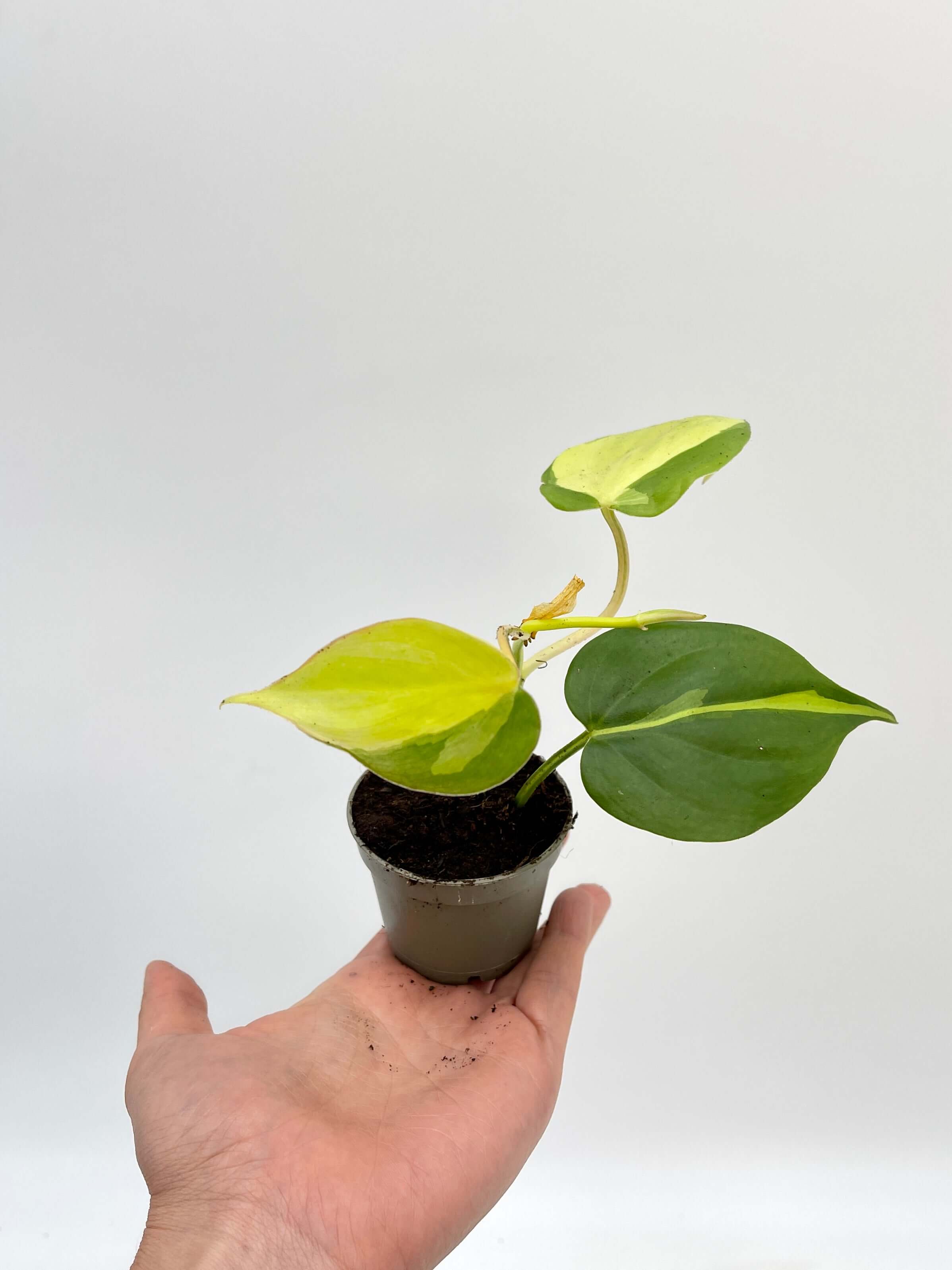 Philodendron Scandens Brasil