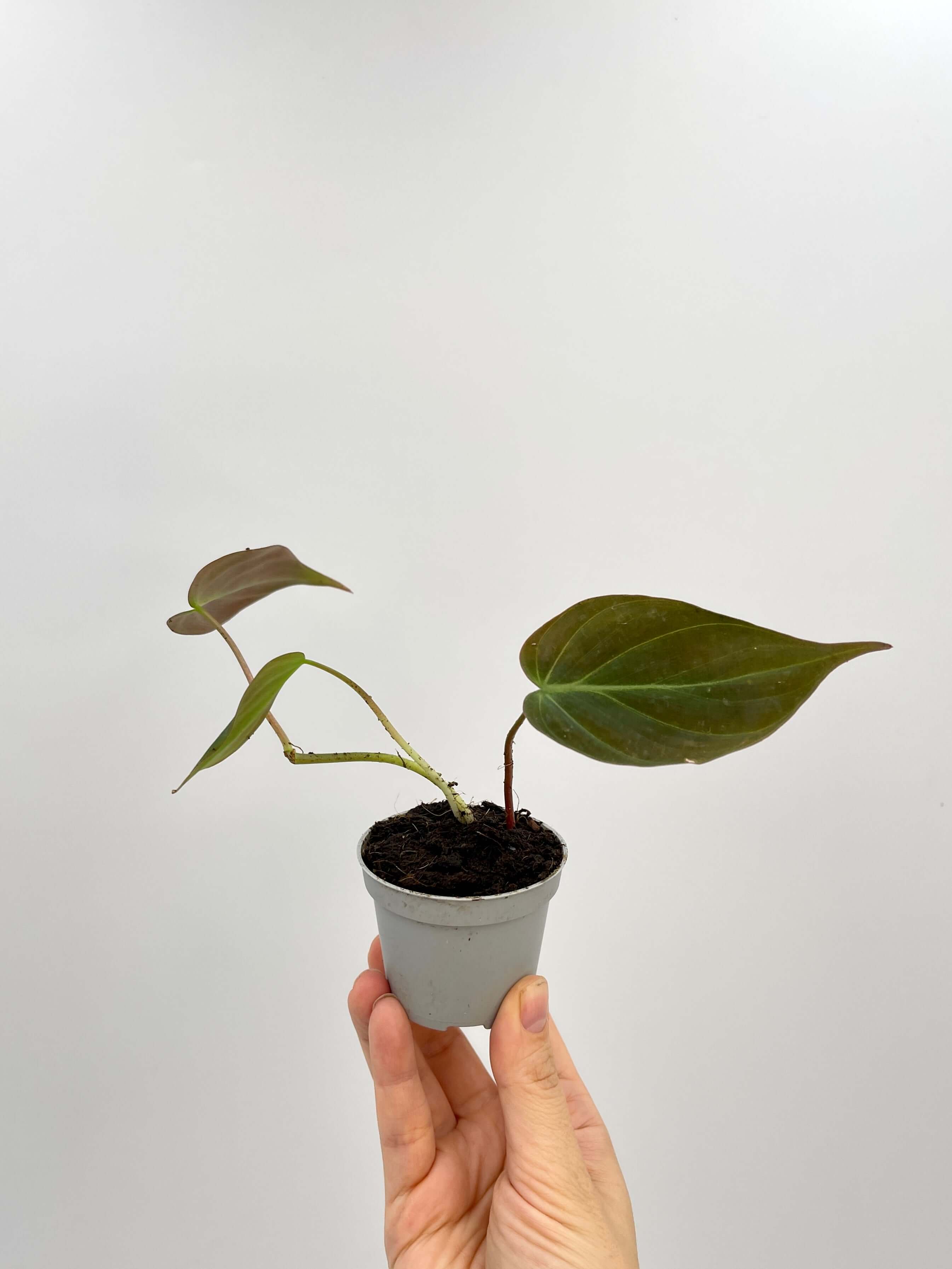 Philodendron Scandens Micans, Trailing House Plant