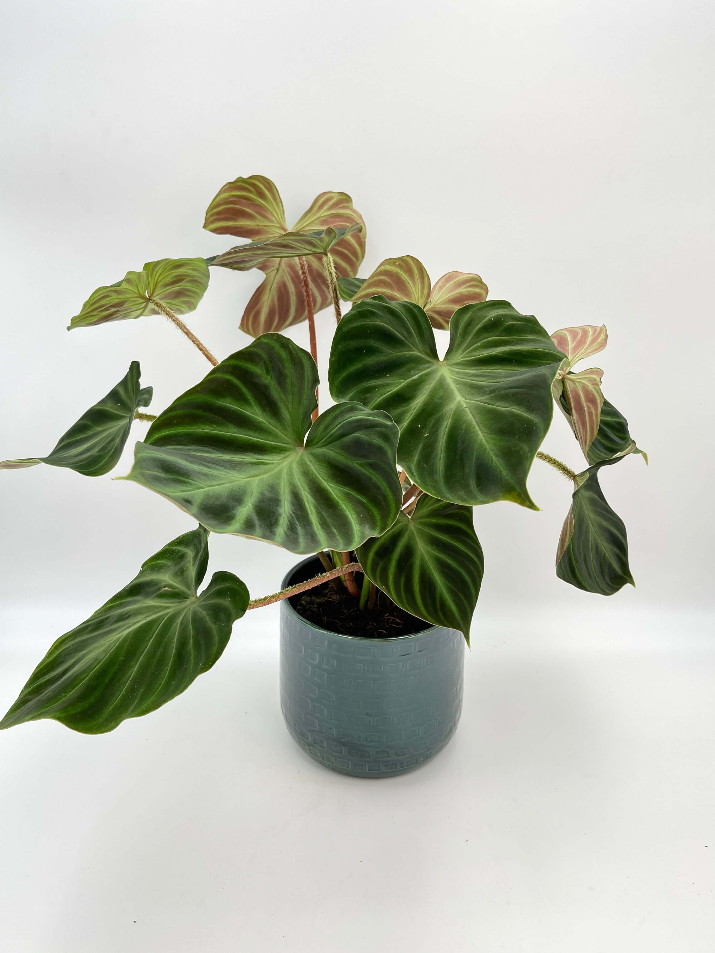 Philodendron Verrucosum Incensi