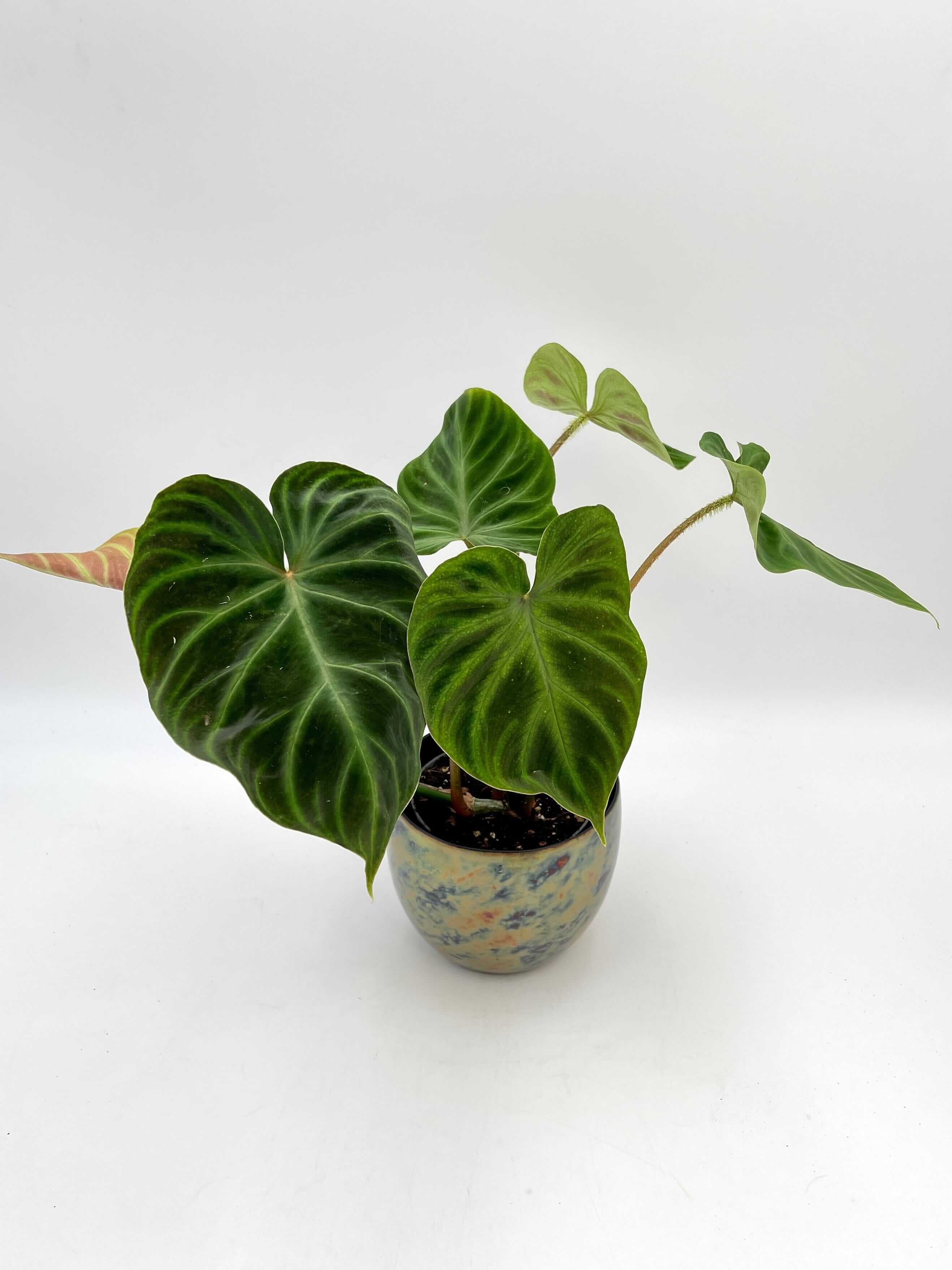 Philodendron Verrucosum Incensi