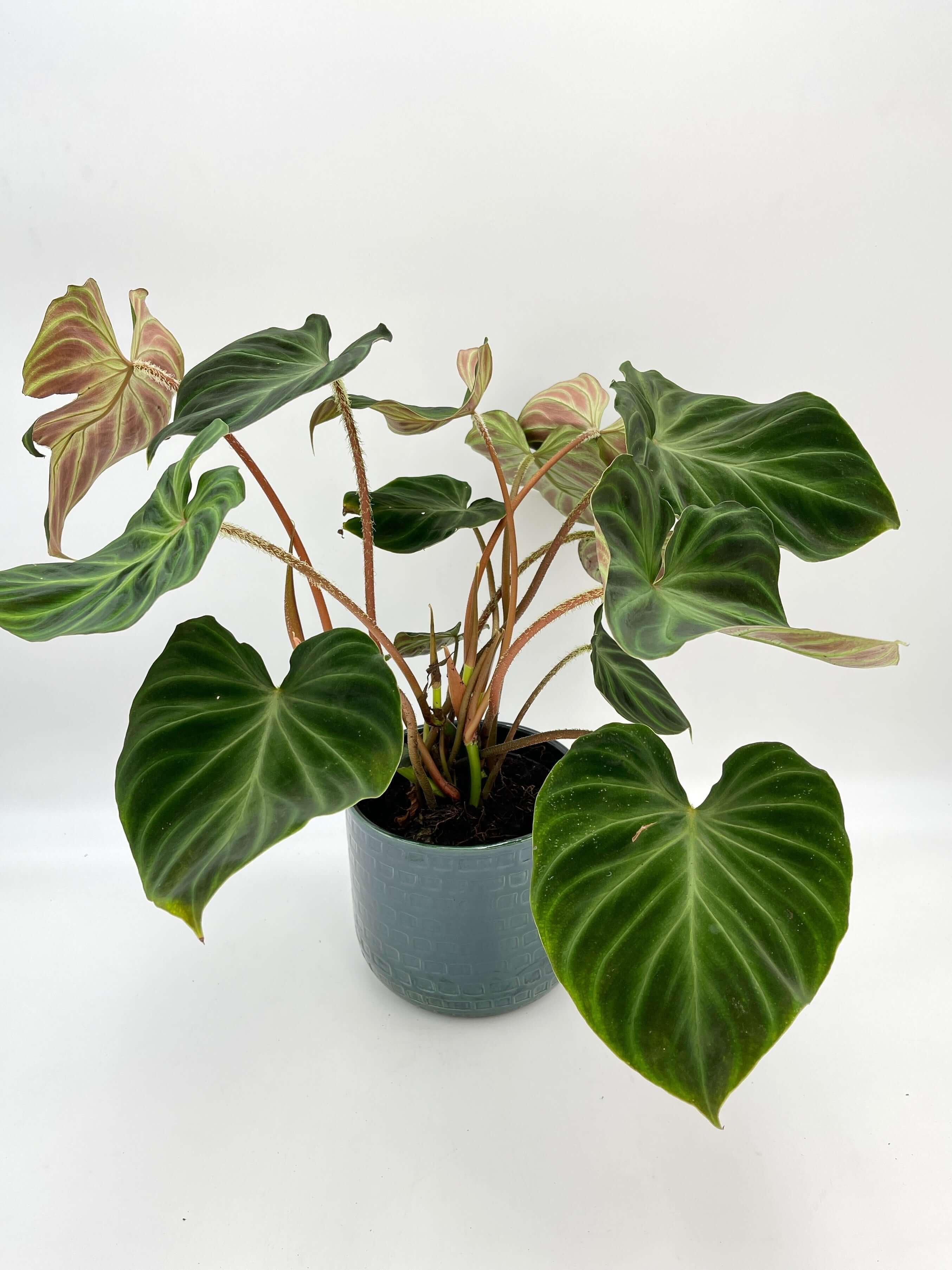 Philodendron Verrucosum Incensi