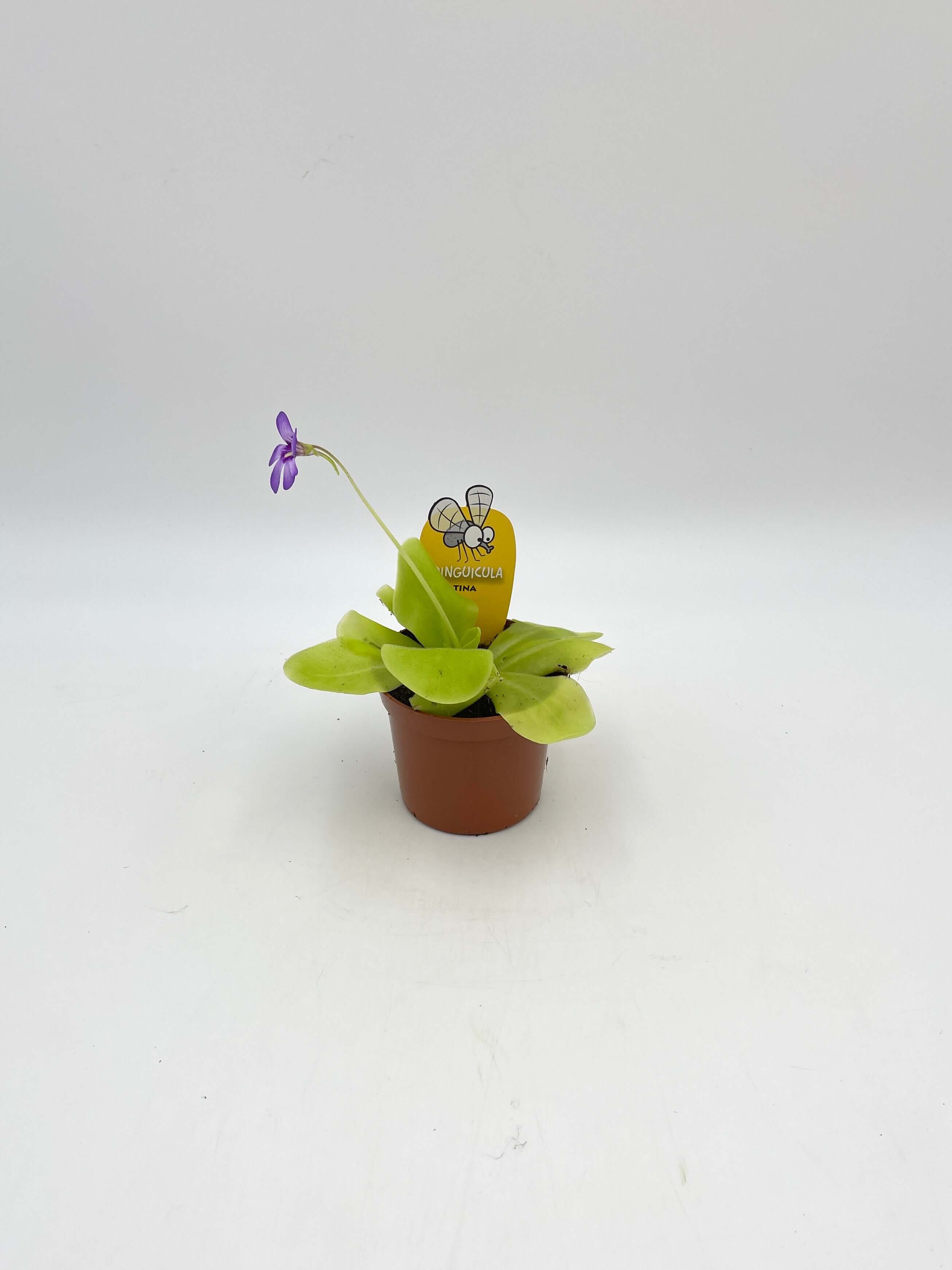 Pinguicula Weser, Carnivorous Plant