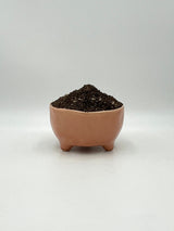 Premium Cacti & Succulent Potting Soil Mix