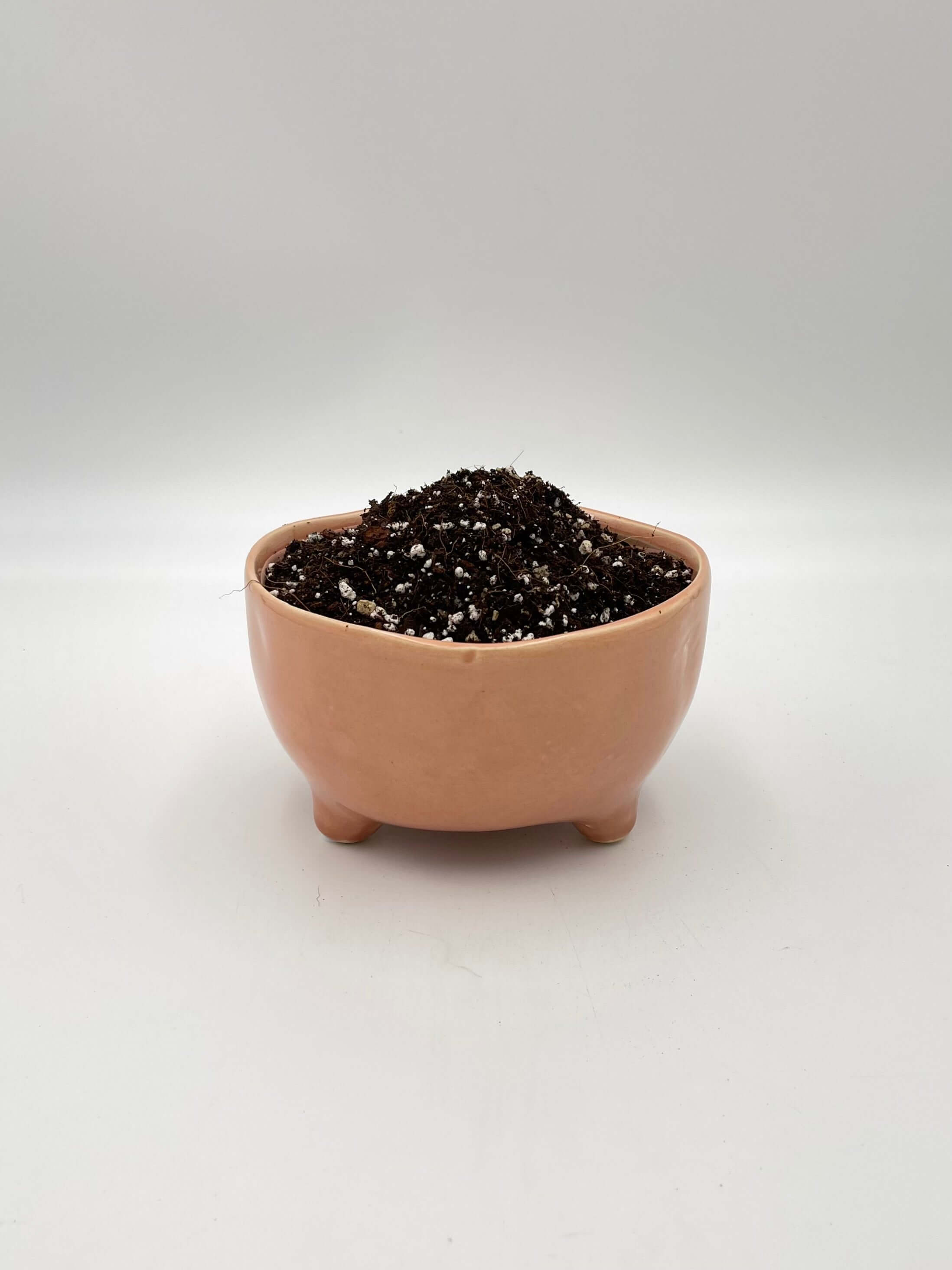 Premium Calathea & Maranta Potting Soil Mix