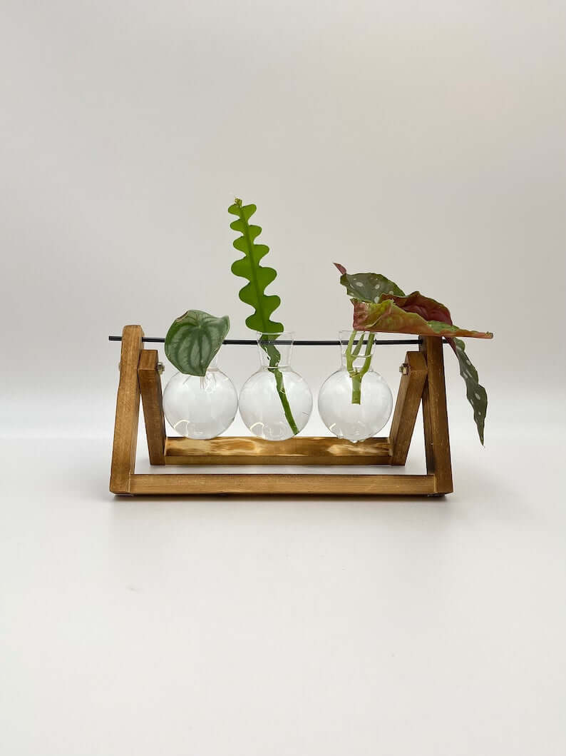 Propagation Station, 3 Bulb Vases