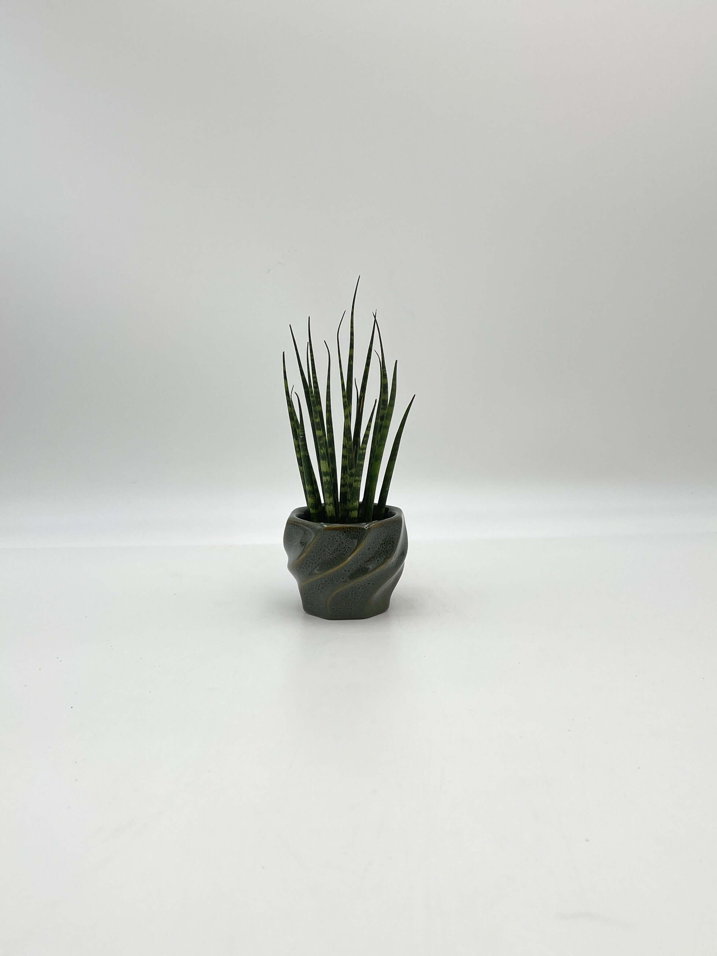 Sansevieria Fernwood Mikado, Snake Plant, Baby Plant, Easy Care, Air purifier plant
