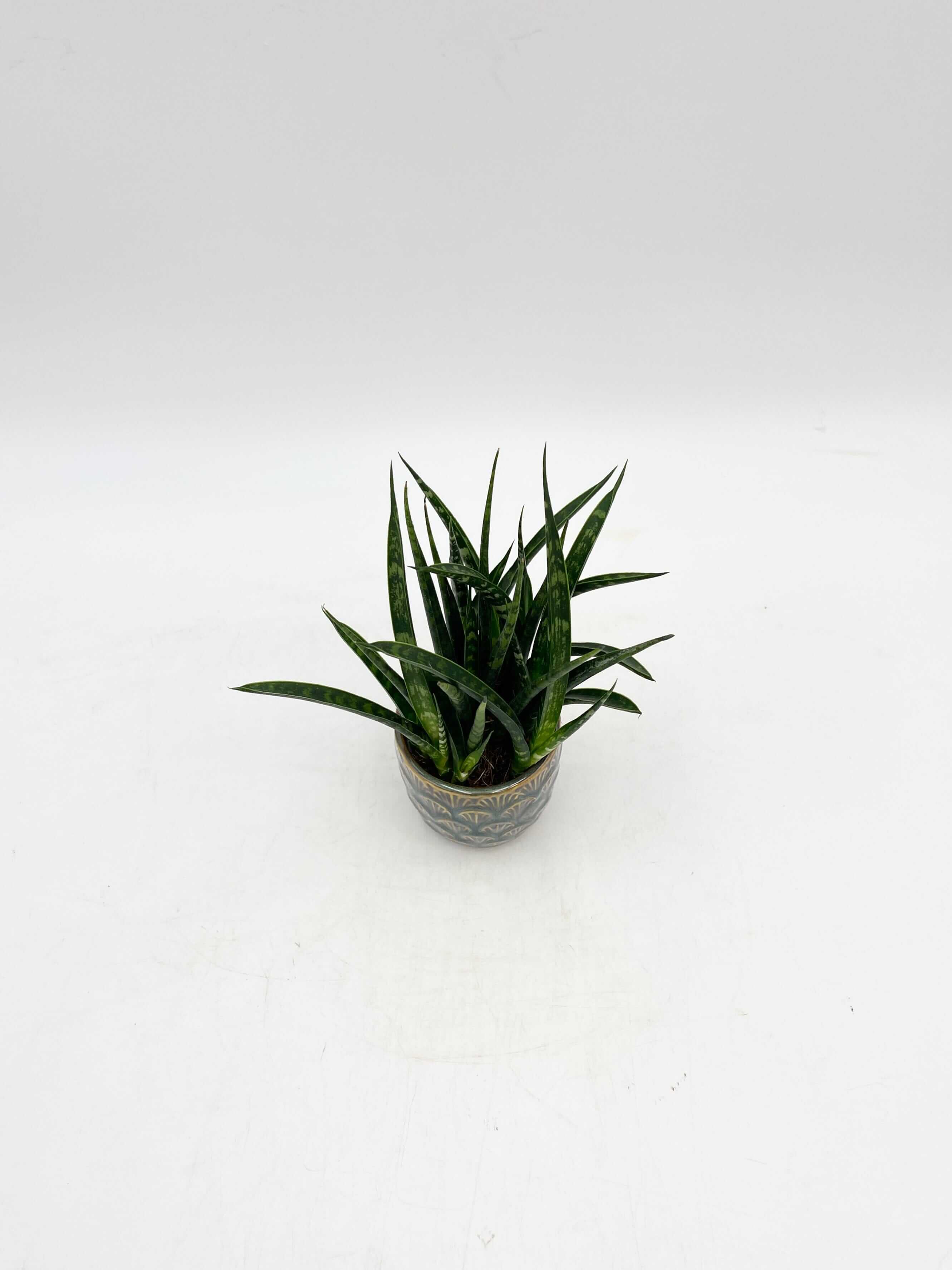 Sansevieria Fernwood Punk - Snakeplant, Air purifier plant, 9cm Pot
