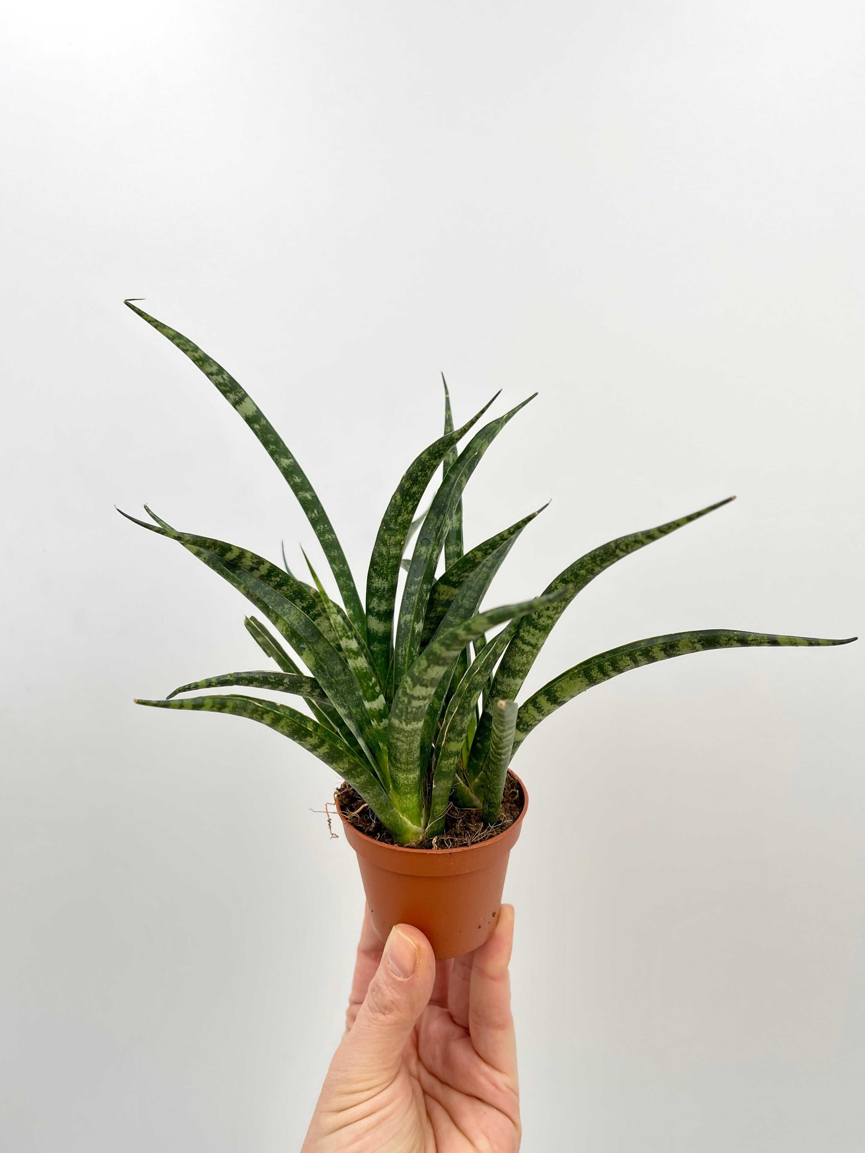 Sansevieria Fernwood Punk - Snakeplant, Air purifier plant, 9cm Pot