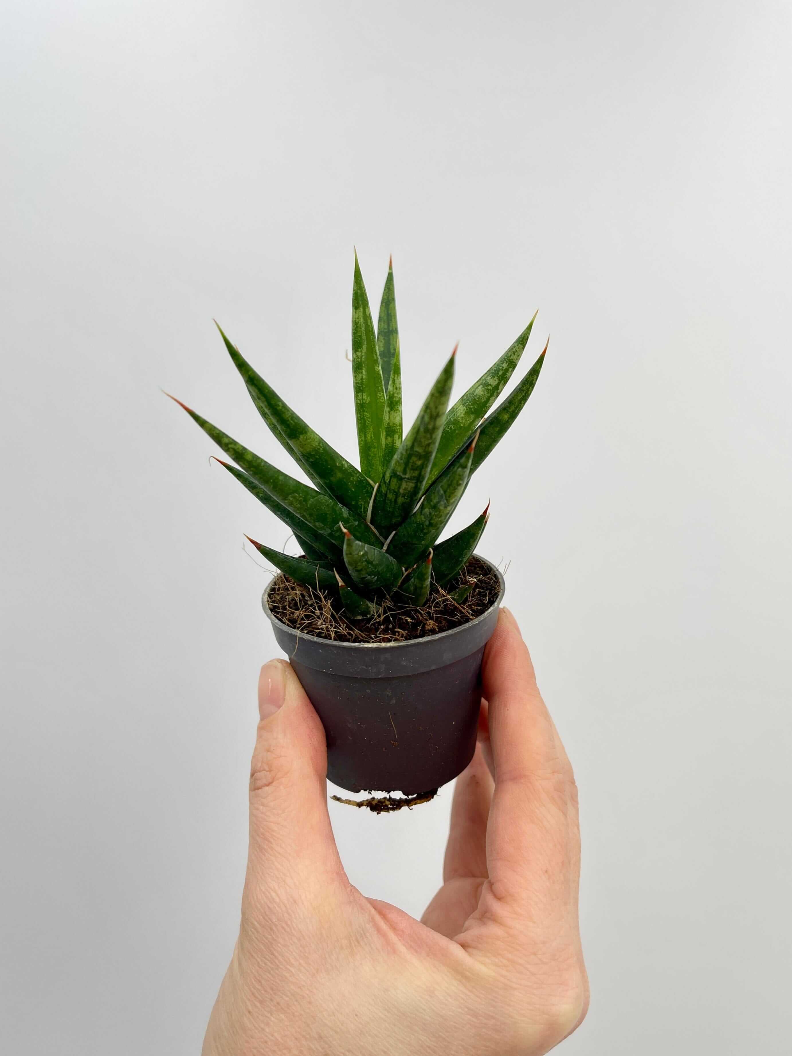 Sansevieria Francissi, Snake Plant, Baby Plant, Air purifier plant