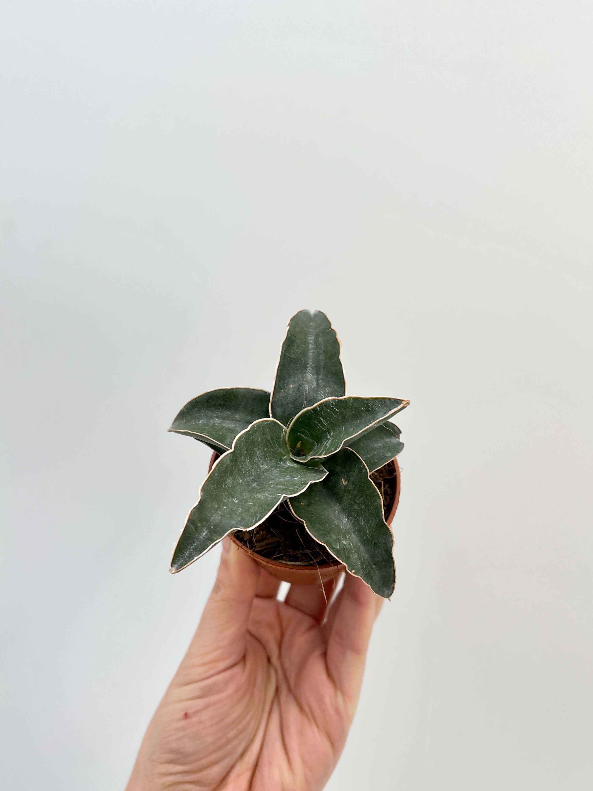 Sansevieria Lavranos, Snake Plant, Baby Plant, Air purifier plant