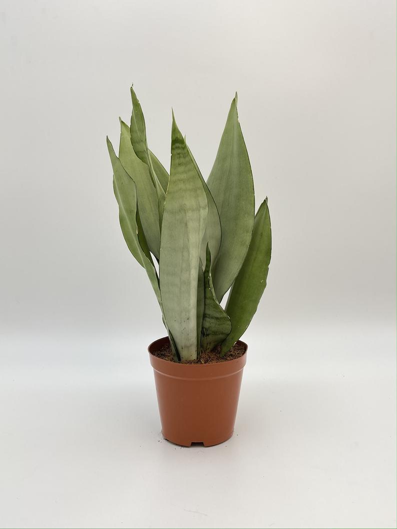 Sansevieria Moonshine, Snake Plant, Mother-in-Law's Tongue, Air purifier plant