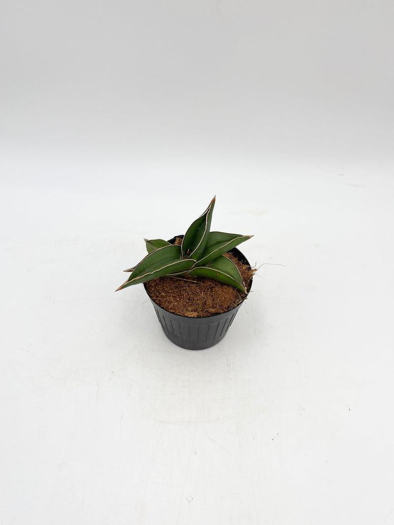 Sansevieria Samurai, 10cm nursery pot, Snake Plant