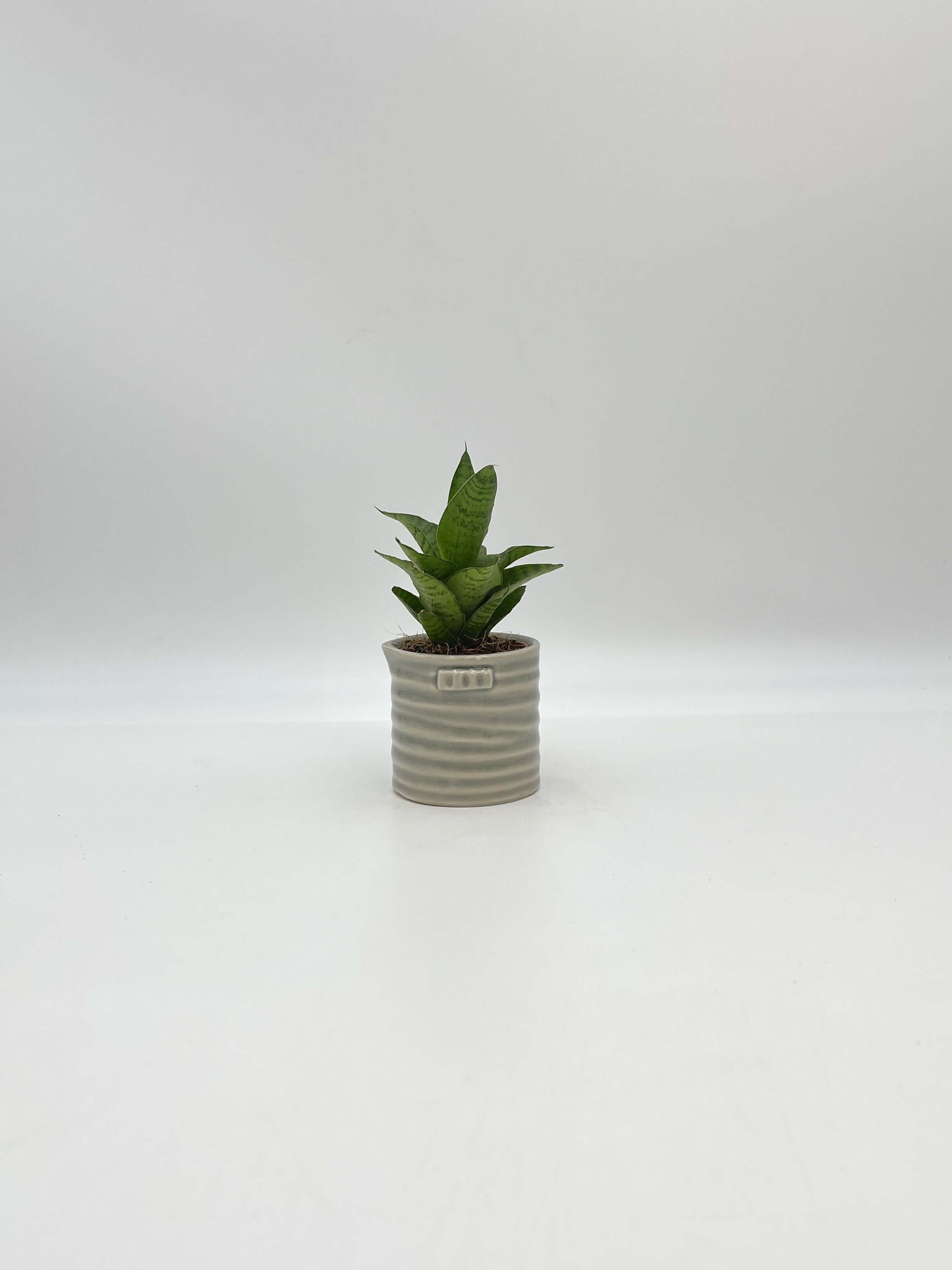 Sansevieria Tough Lady, Snake Plant, Baby Plant, Easy Care Plant, Air purifier plant