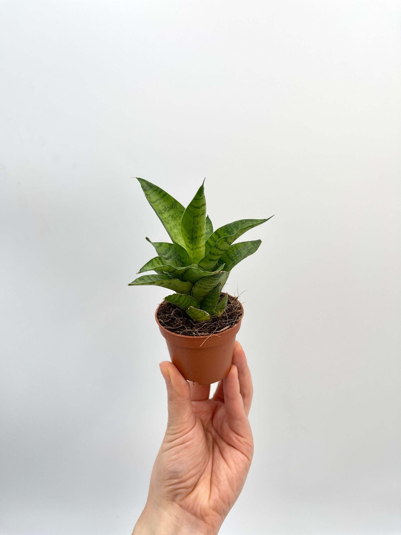 Sansevieria Tough Lady, Snake Plant, Baby Plant, Easy Care Plant, Air purifier plant