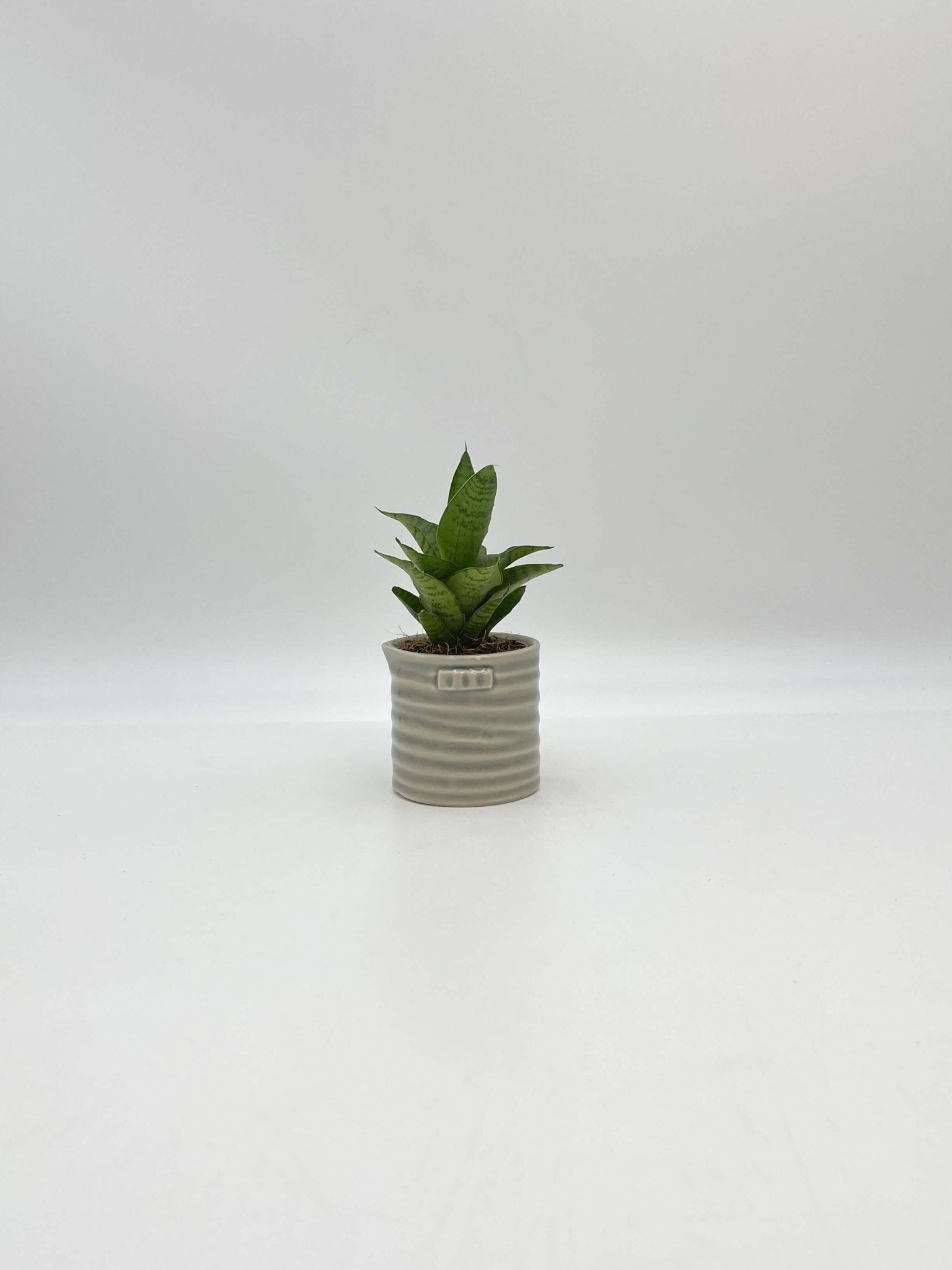 Sansevieria Tough Lady, Snake Plant, Baby Plant, Easy Care Plant, Air purifier plant