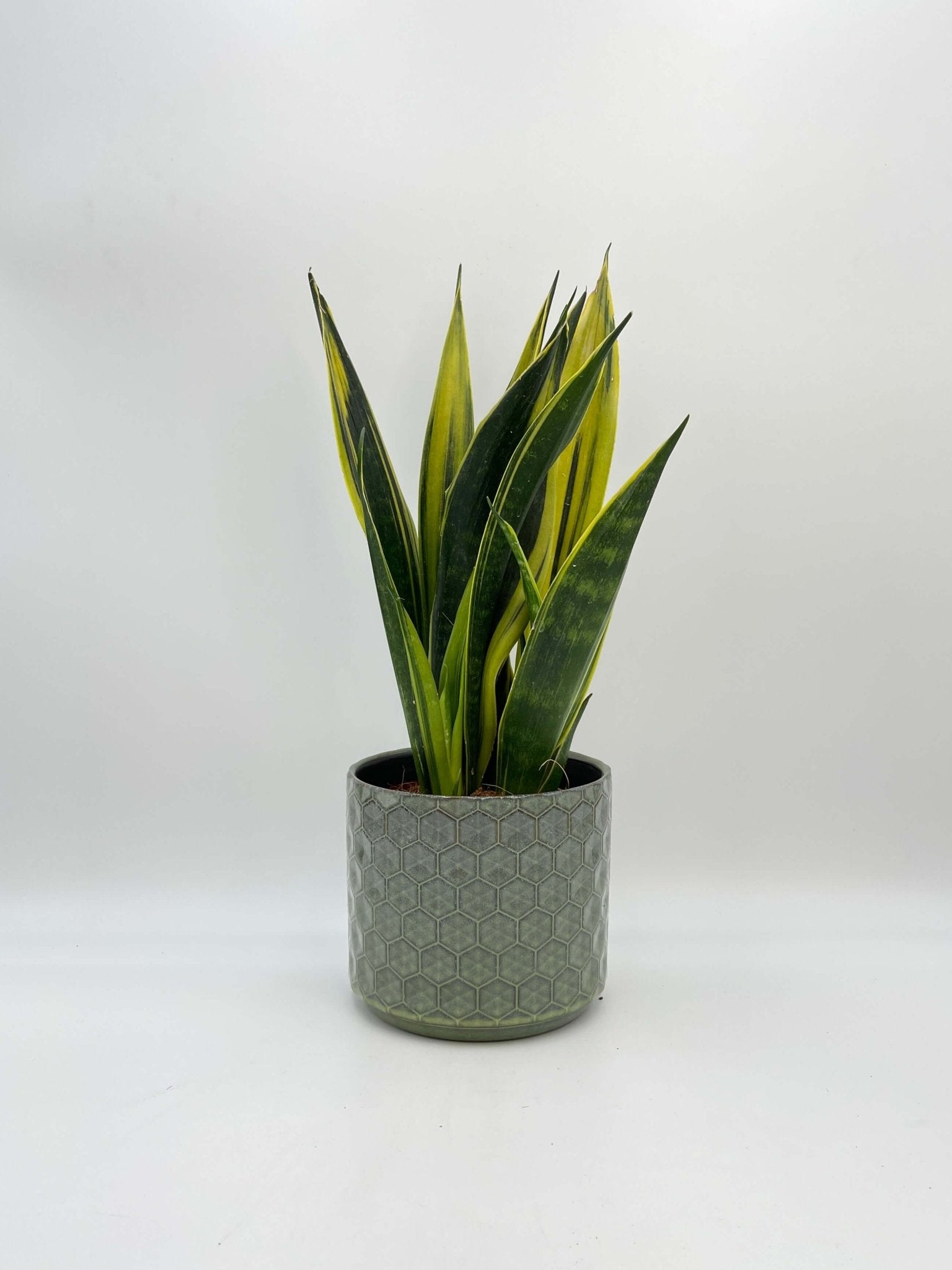 Sansevieria Trifasciata Golden Flame