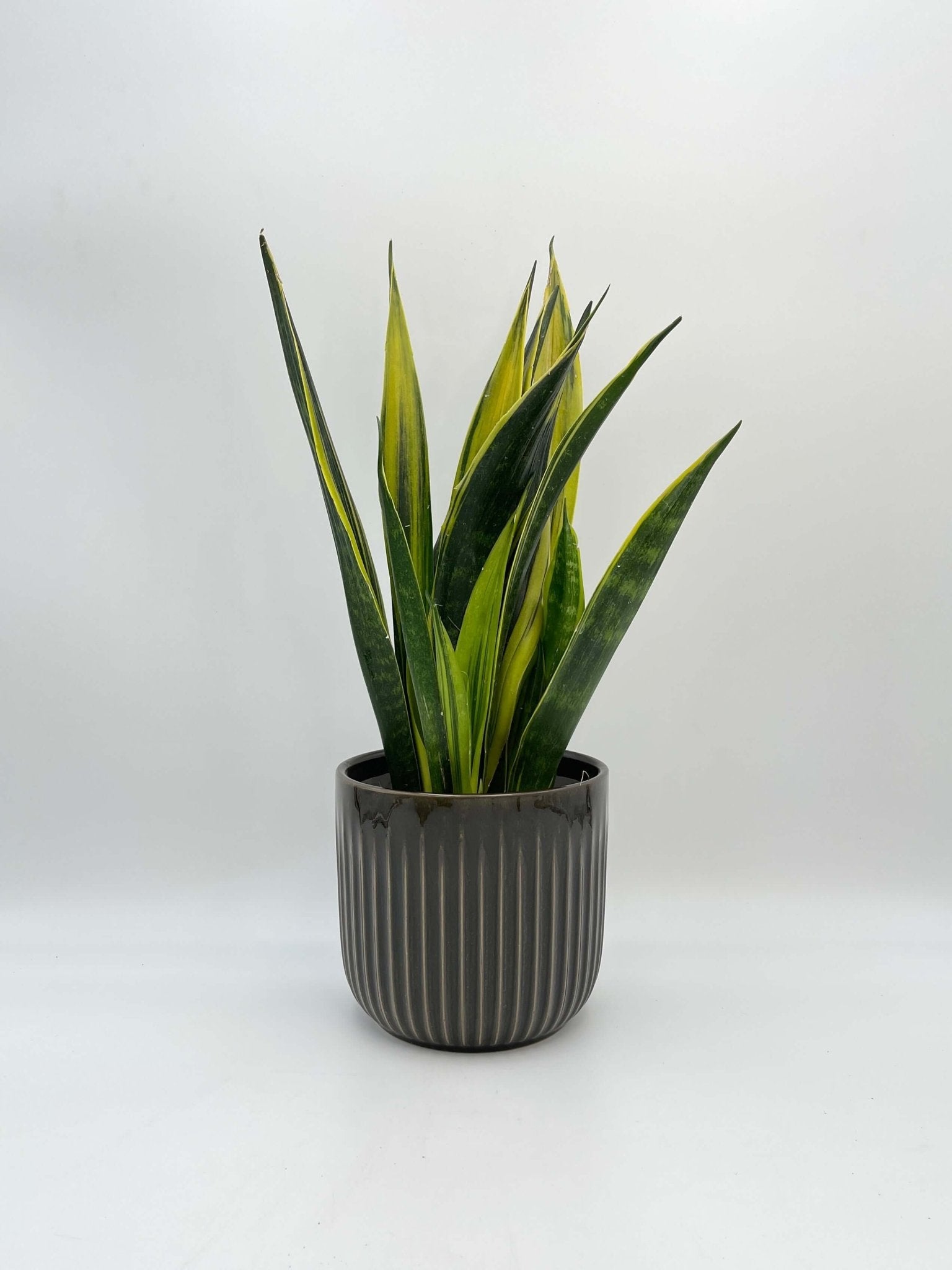 Sansevieria Trifasciata Golden Flame