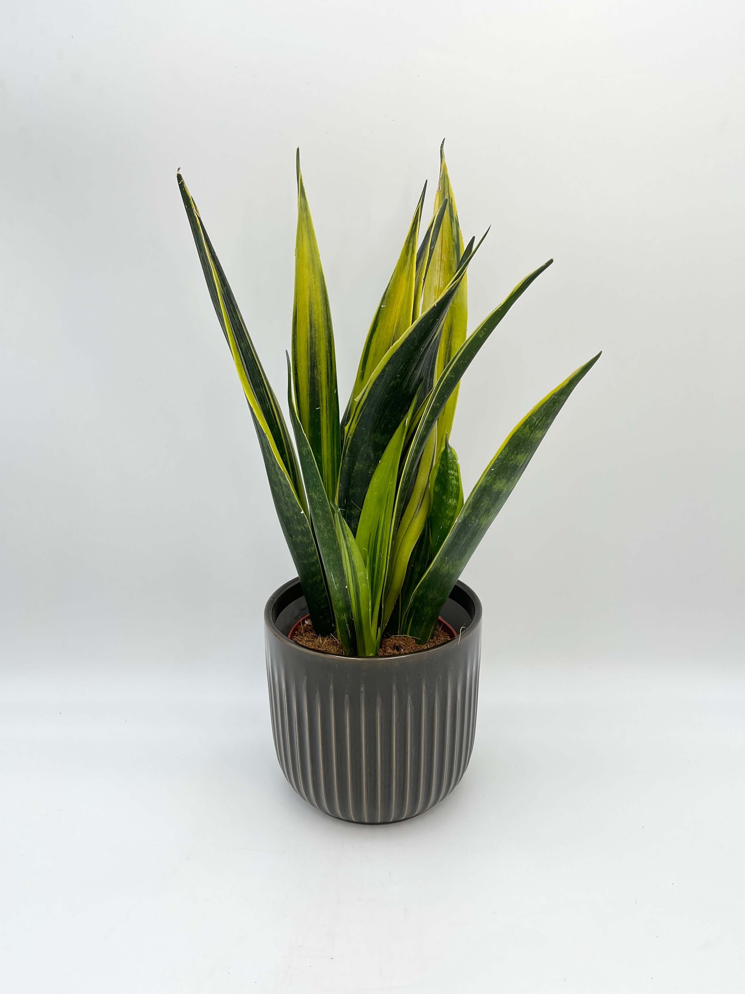 Sansevieria Trifasciata Golden Flame